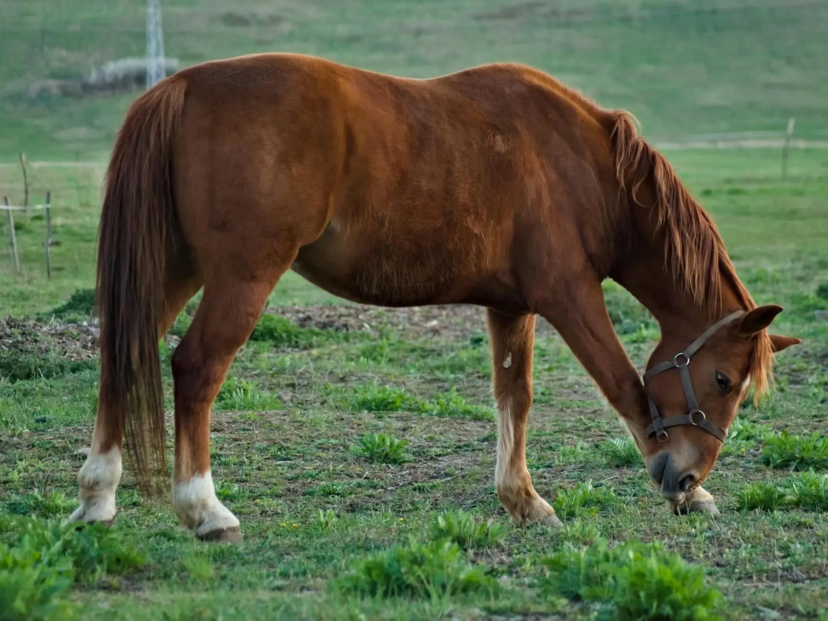 Horse with a fetlock leg marking