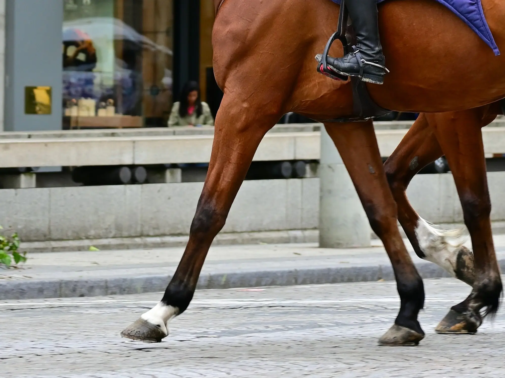 Horse with a fetlock leg marking