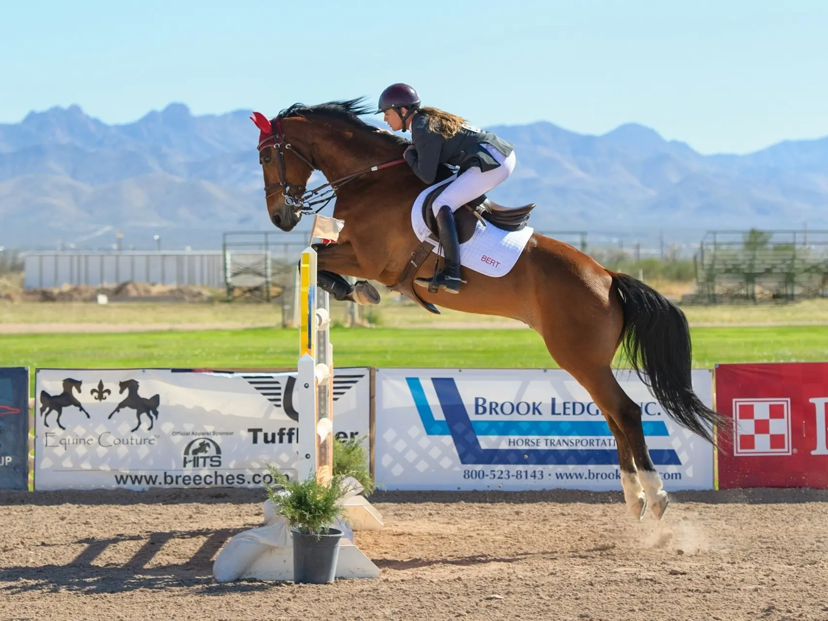 Horse with a fetlock leg marking