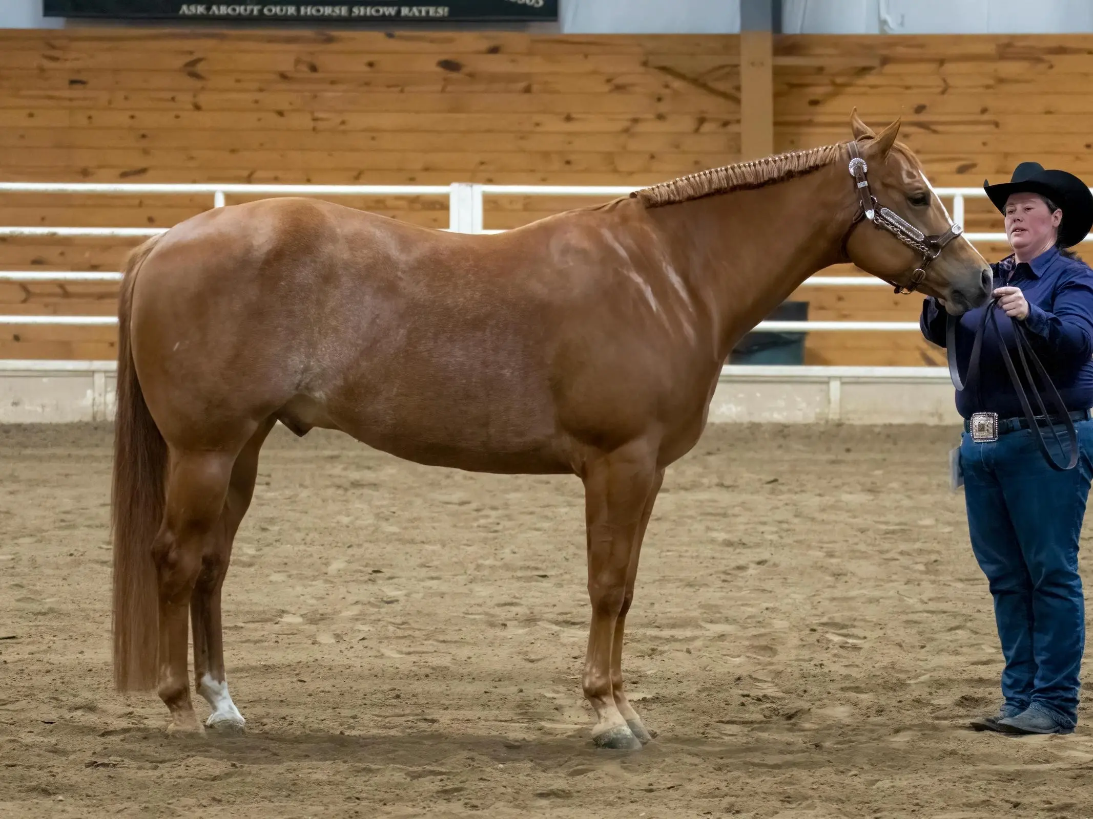 Horse with a fetlock leg marking