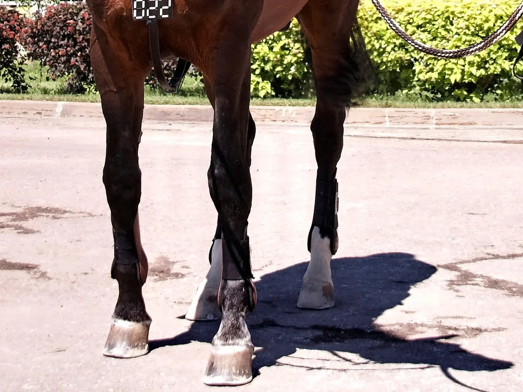 Horse with a fetlock leg marking