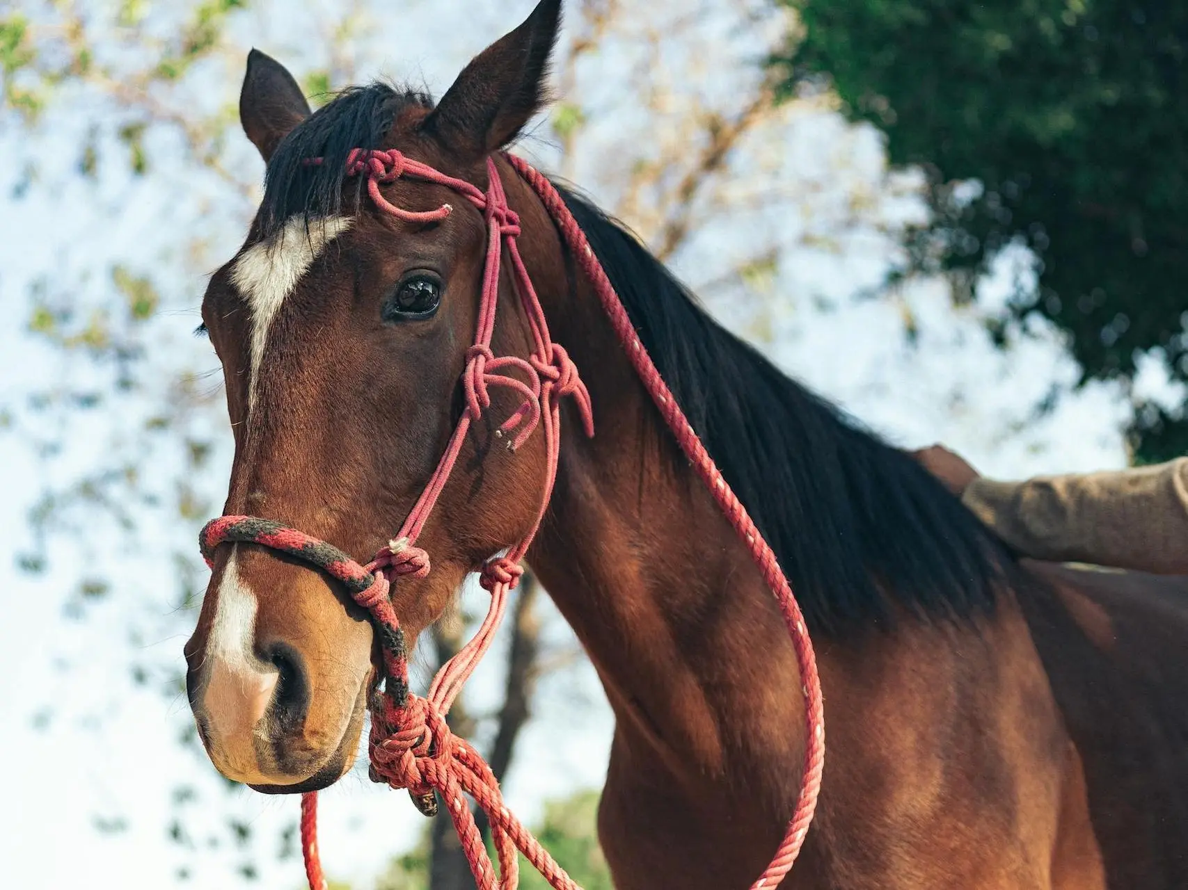 Horse with an interrupted face marking