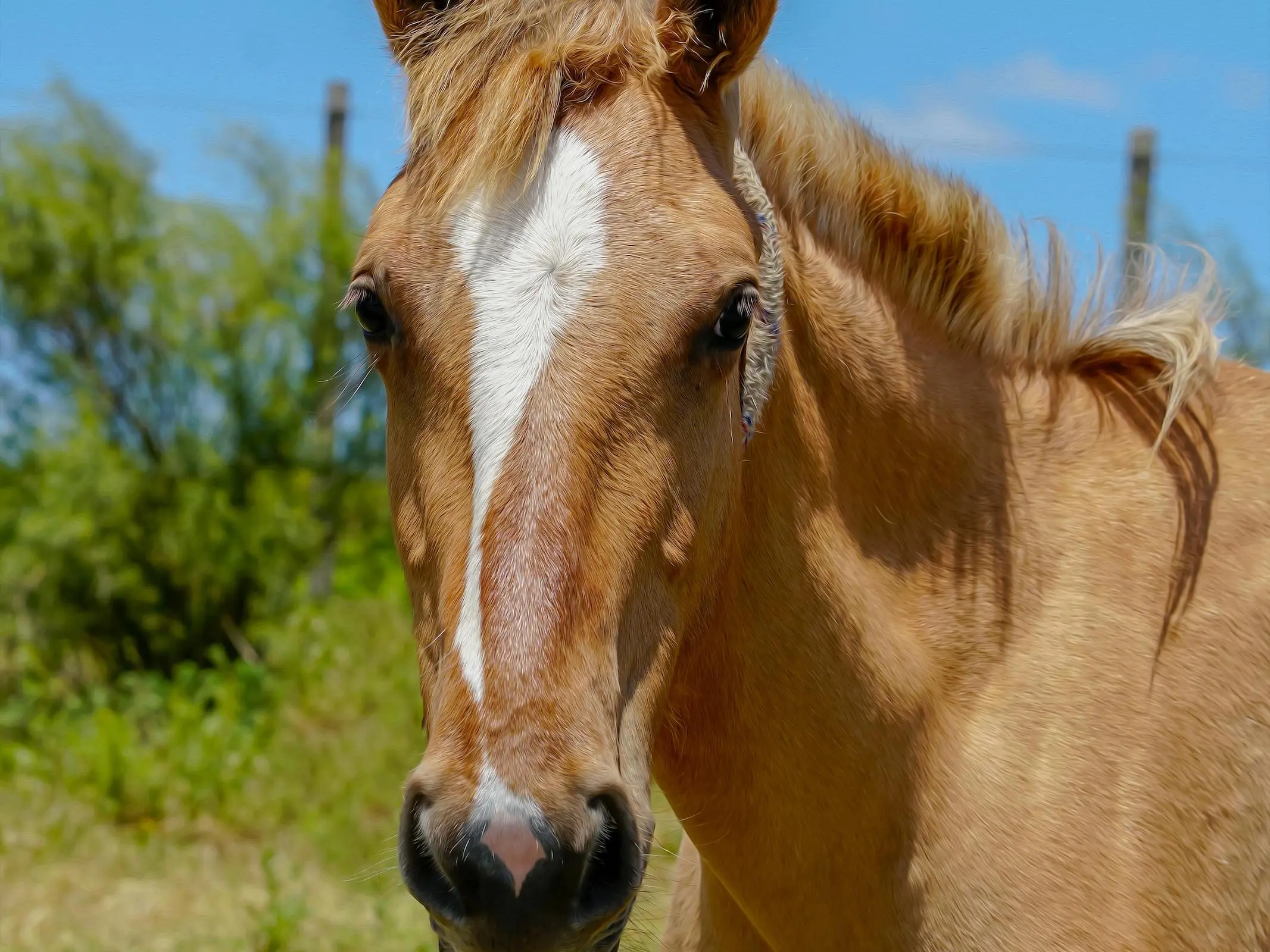 Horse with an interrupted face marking