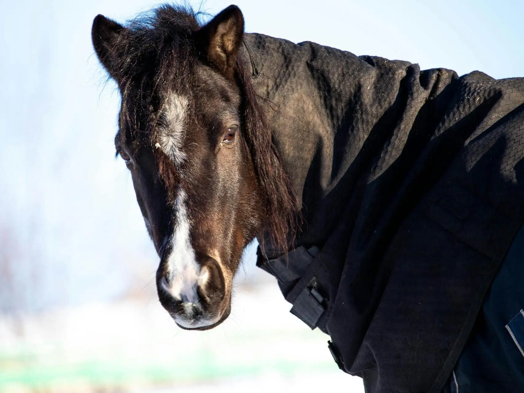 Horse with an interrupted face marking