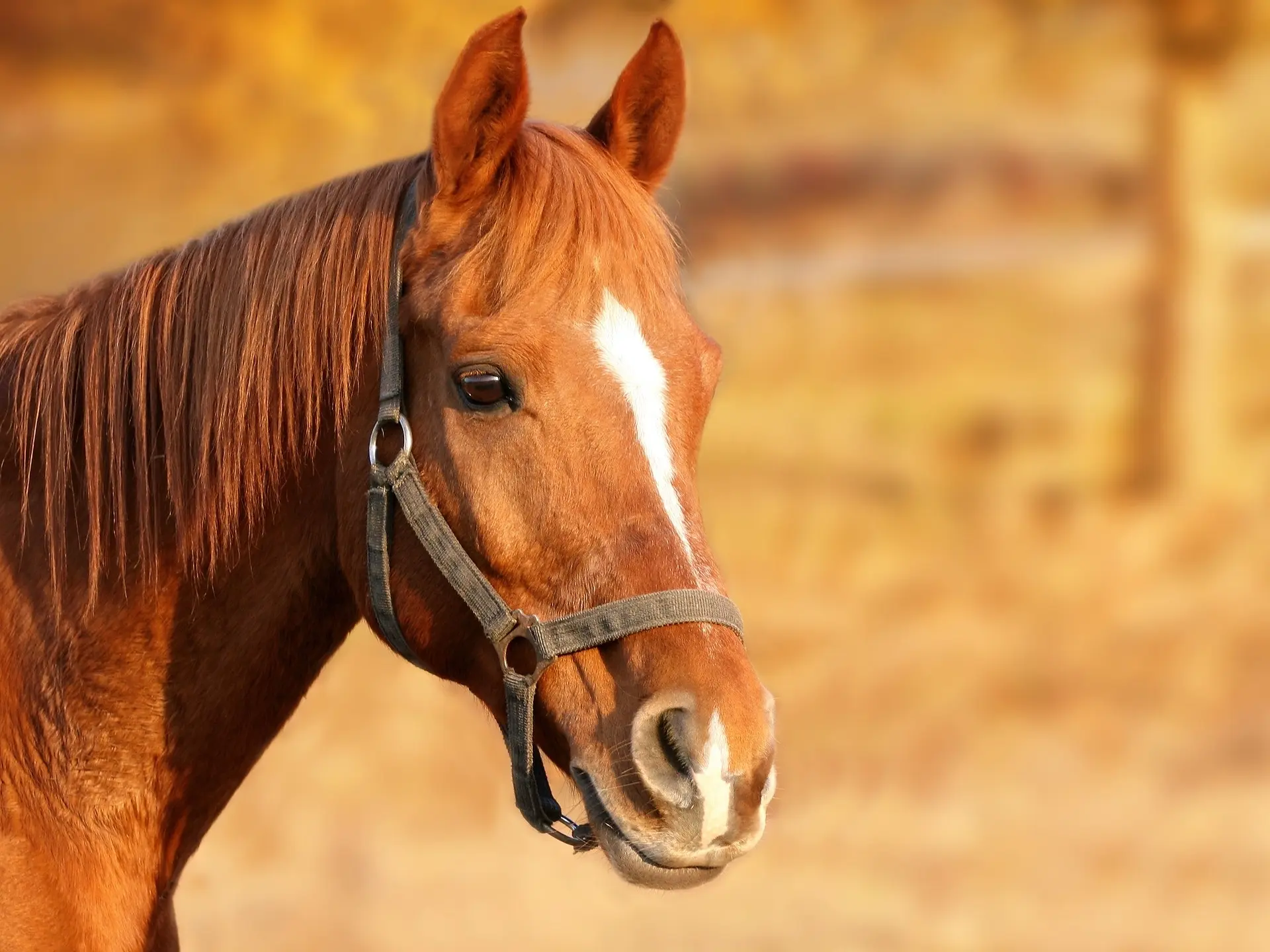 Horse with an interrupted face marking