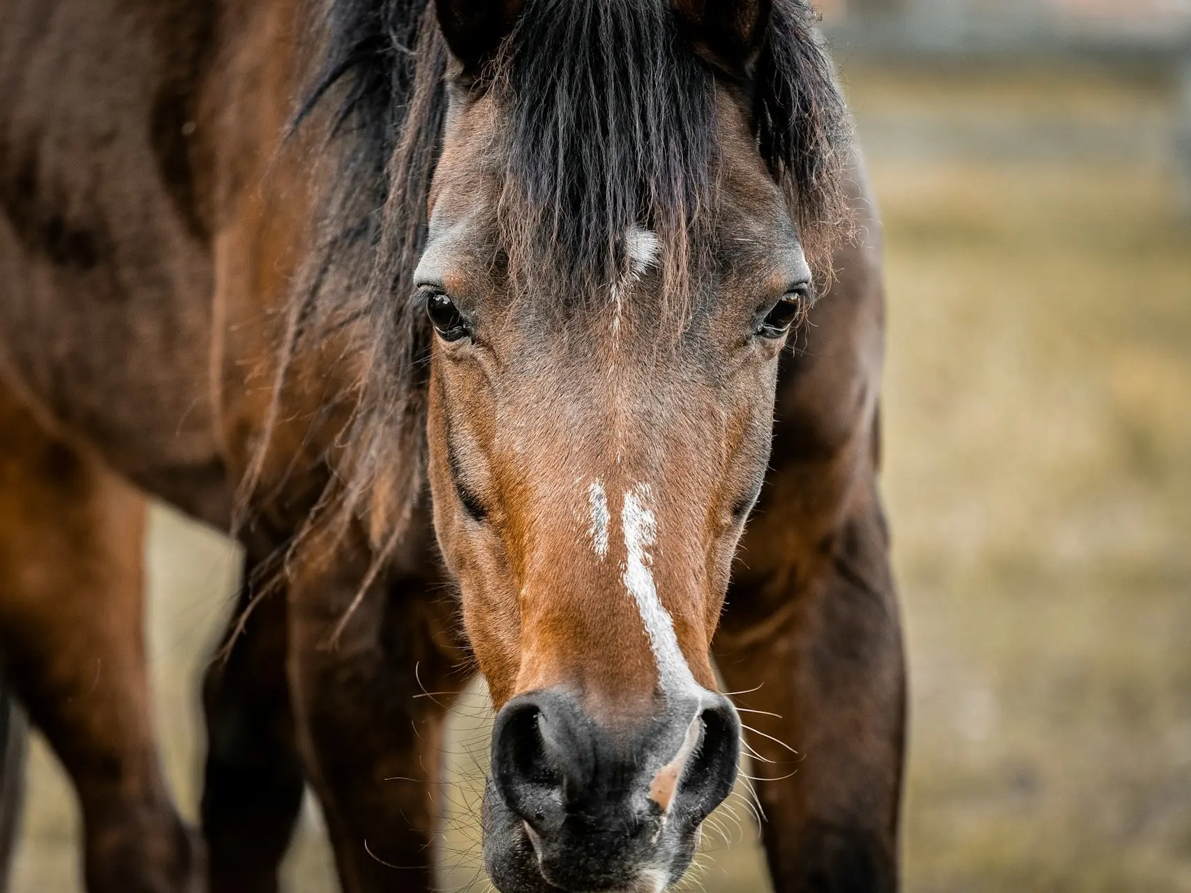 Horse with an interrupted stripe