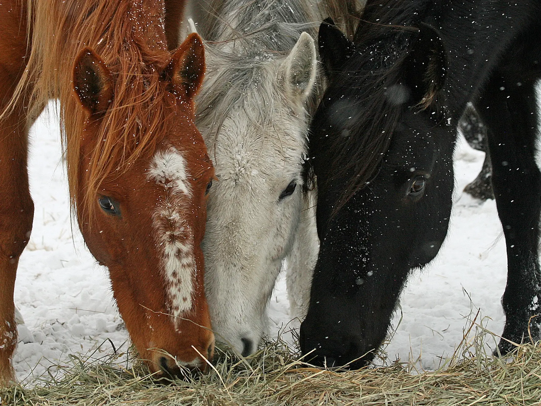 Horse with an irregular face marking