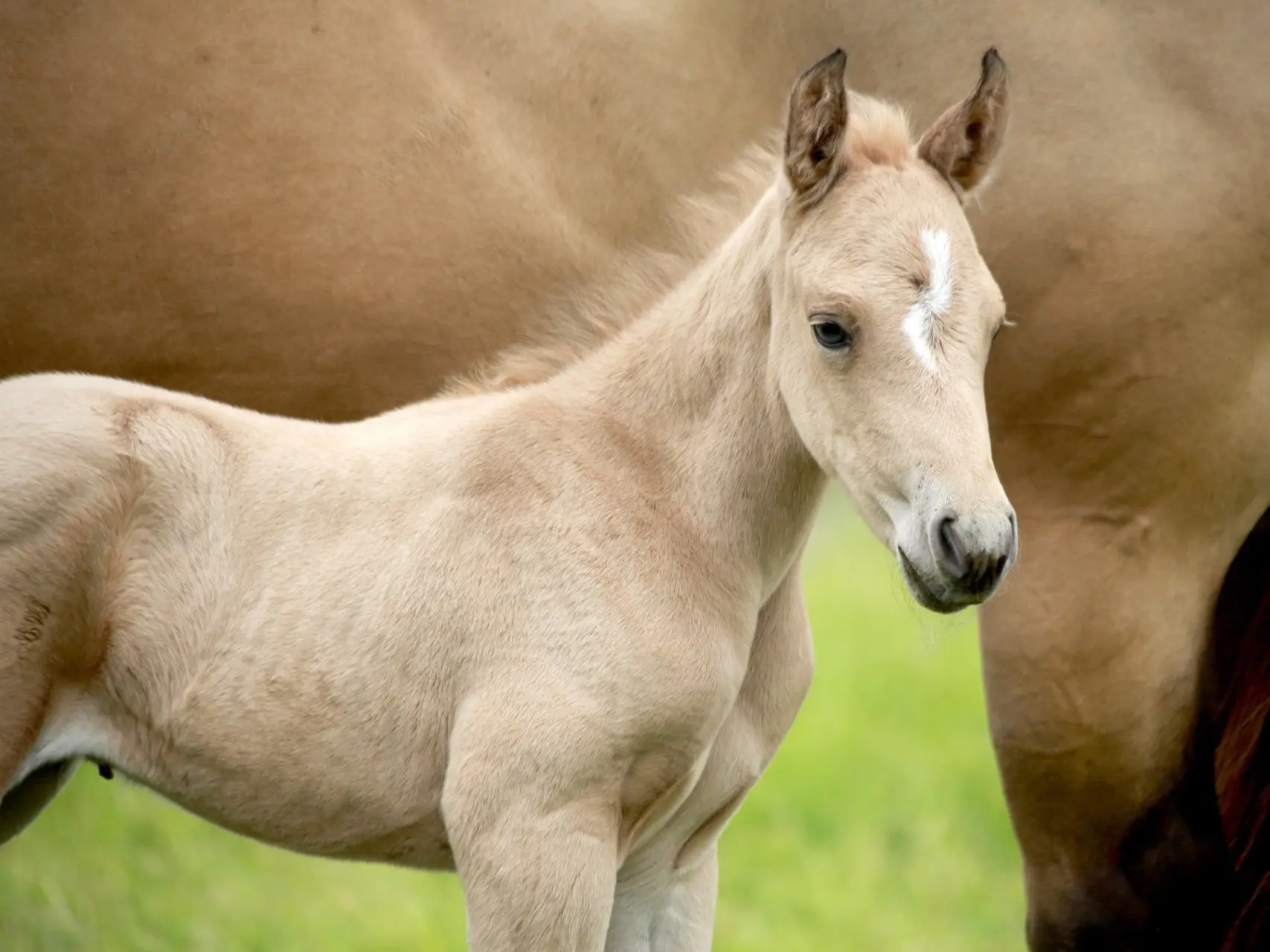 Horse with an irregular face marking