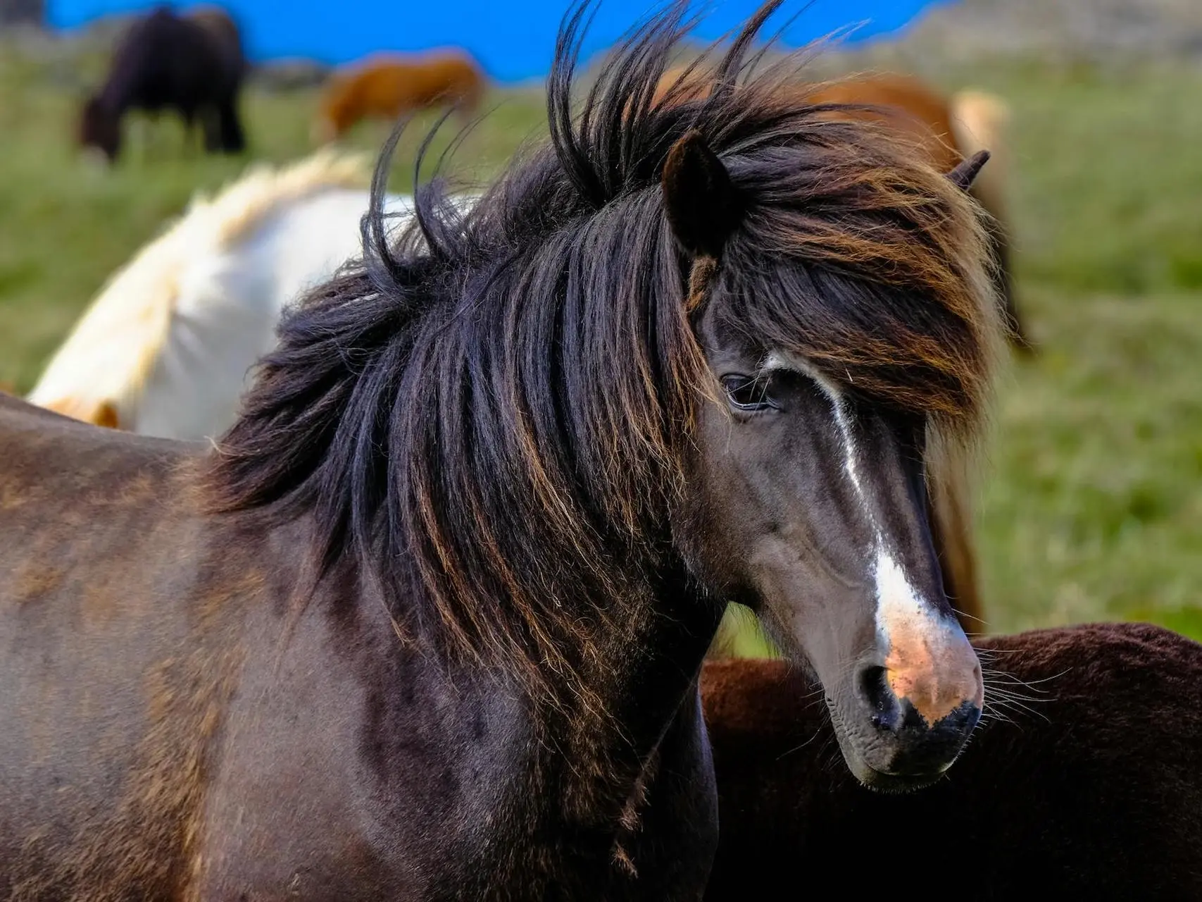 Horse with an irregular face marking