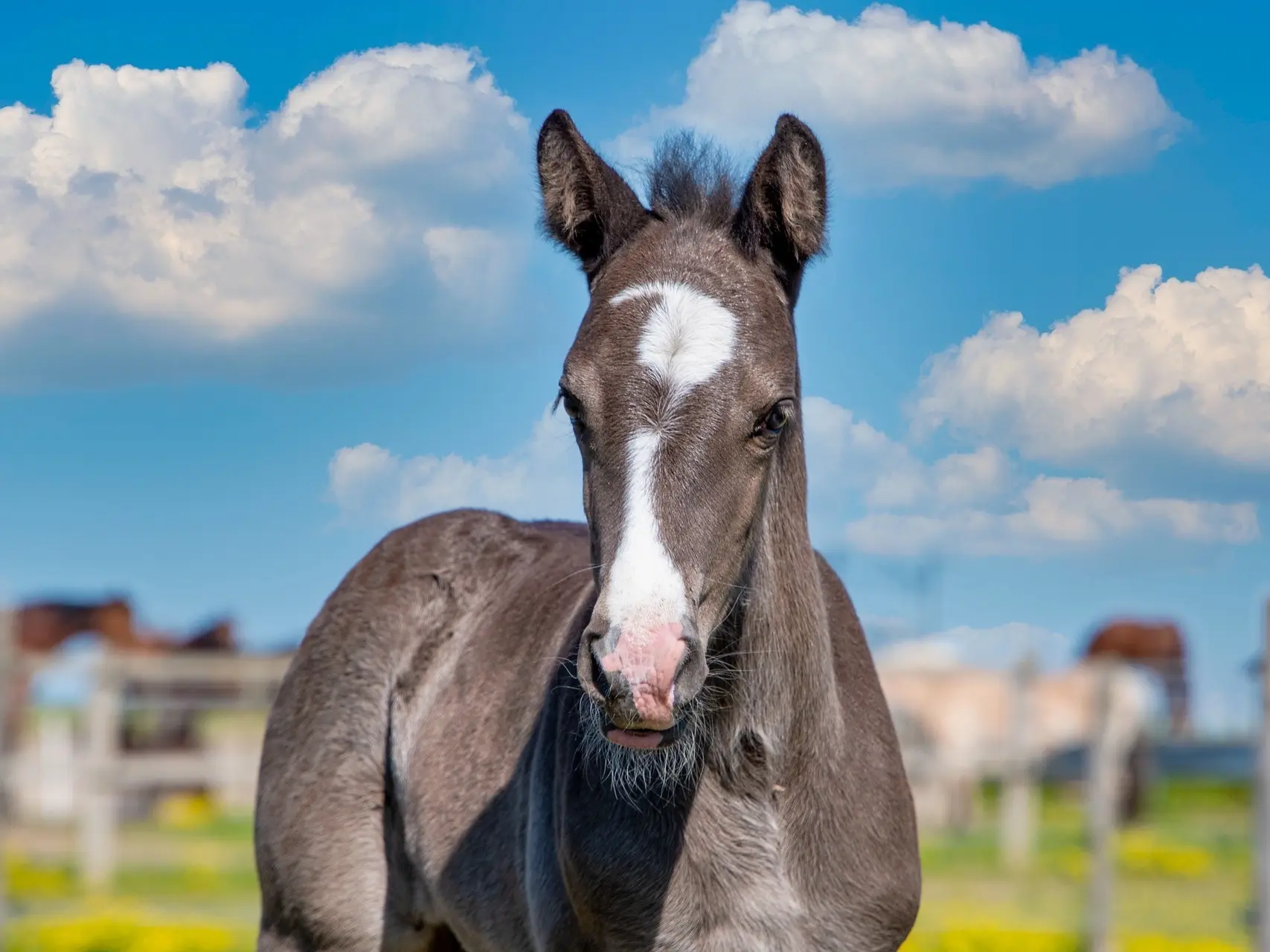 Horse with an irregular face marking