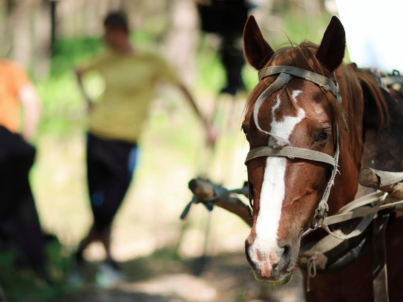 Horse with an irregular face marking