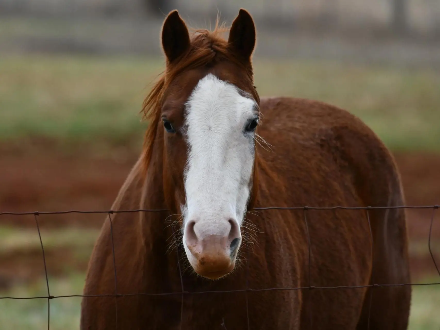 Horse with an irregular face marking