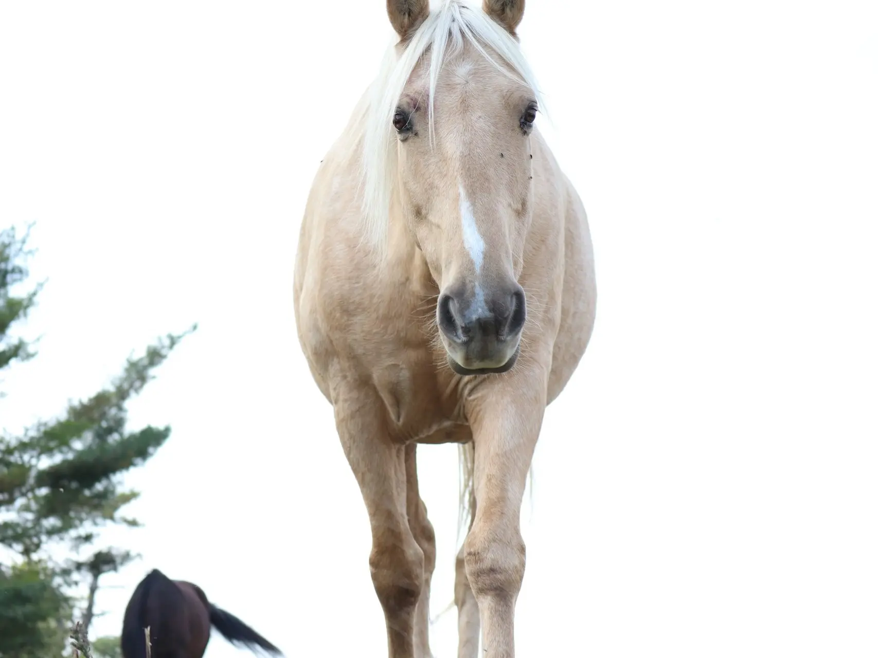 Horse with an irregular face marking