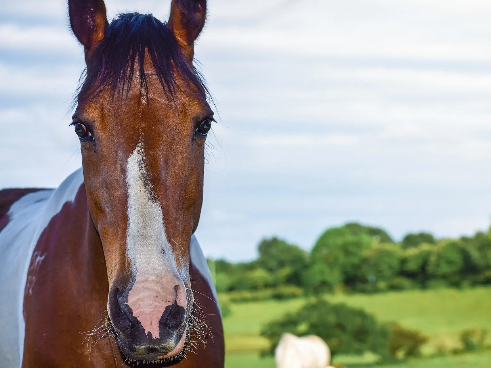 Horse with an irregular face marking