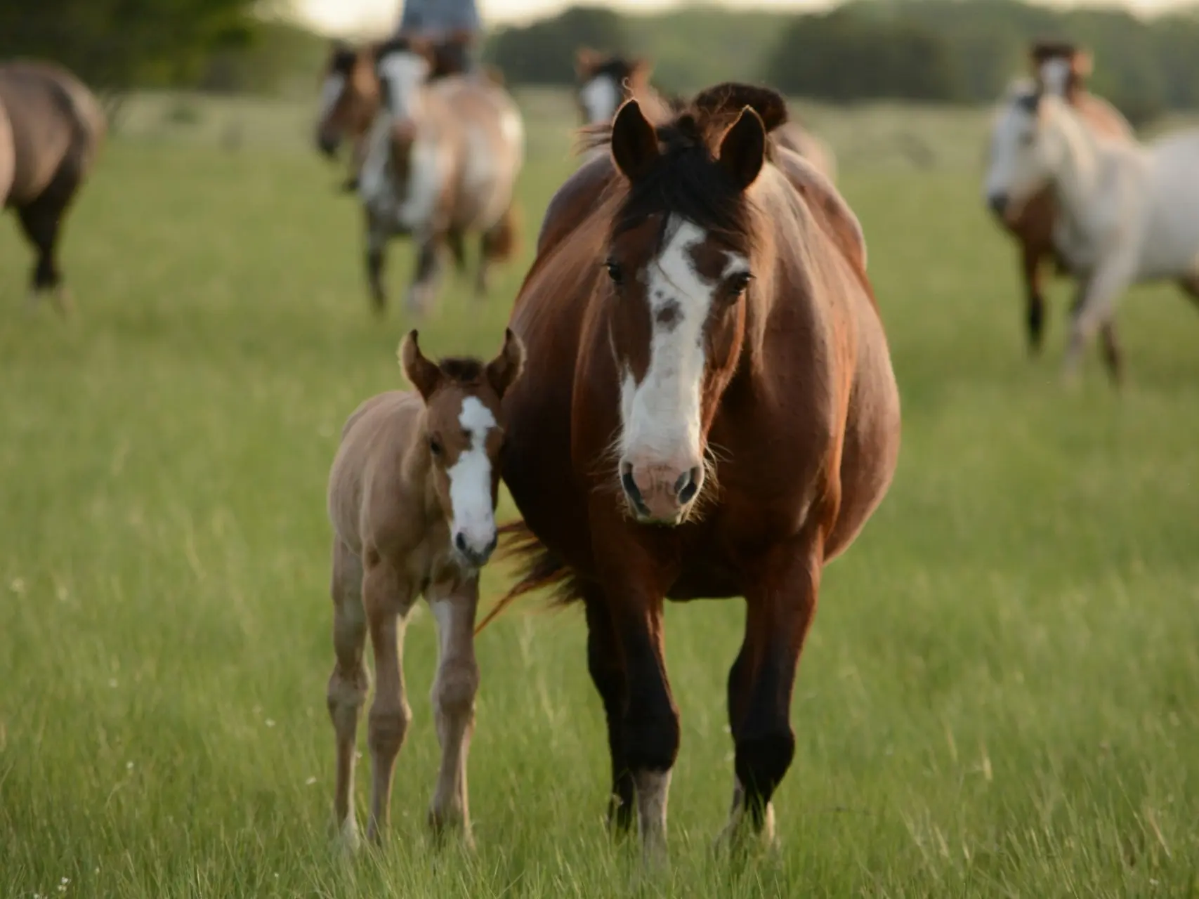 Horse with an irregular face marking