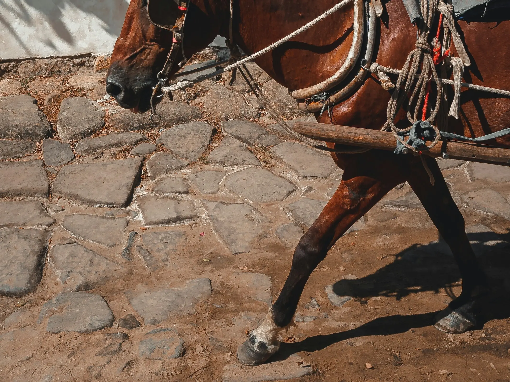 Horse with Belton leg markings