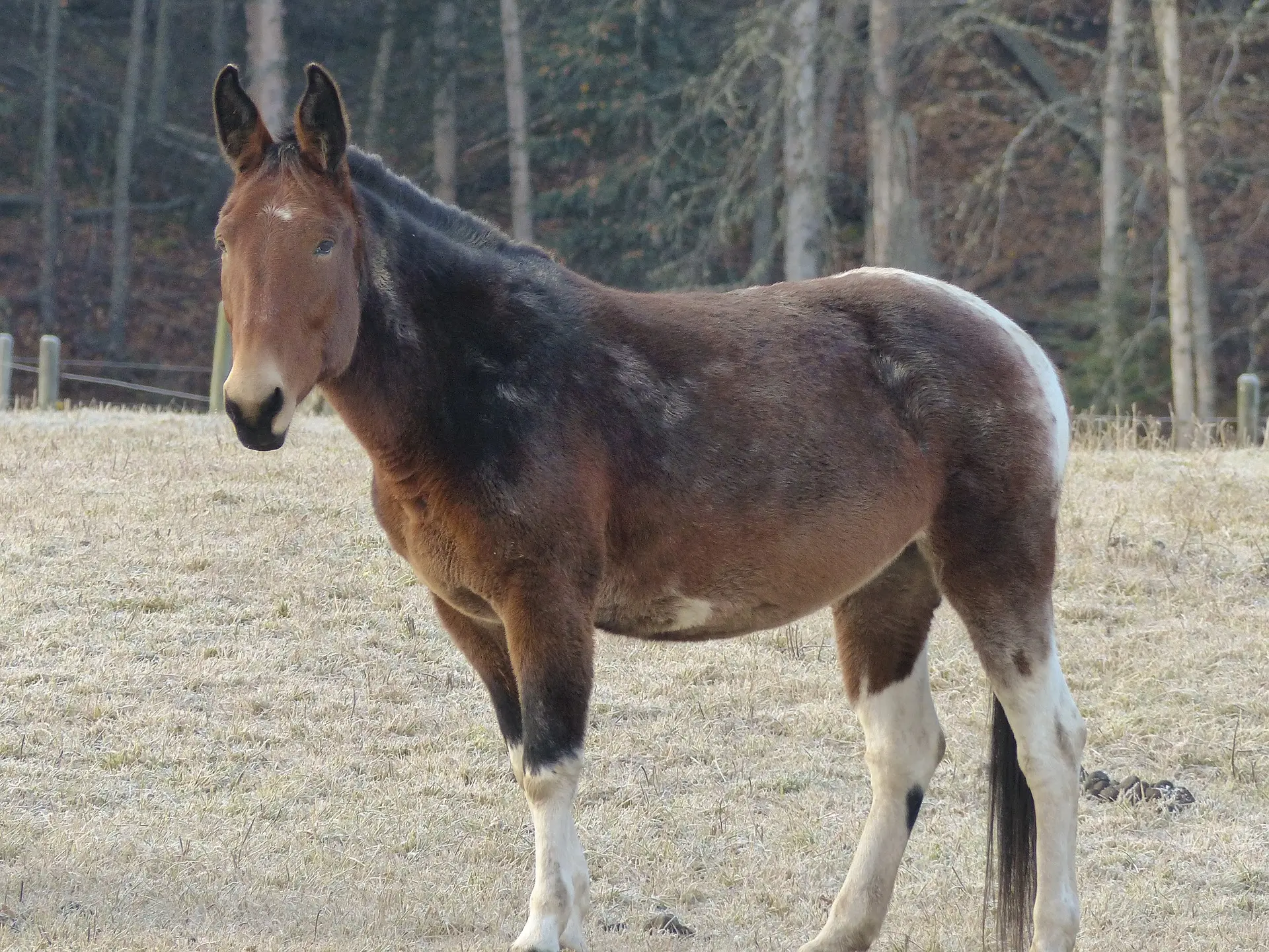 Horse with Belton leg markings