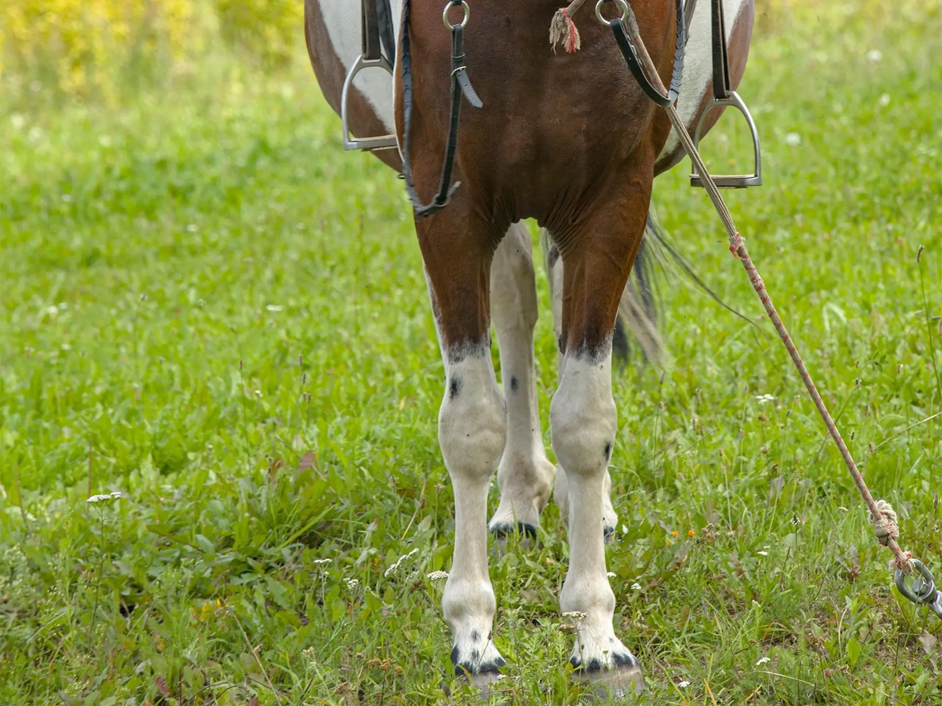 Horse with ermine spots