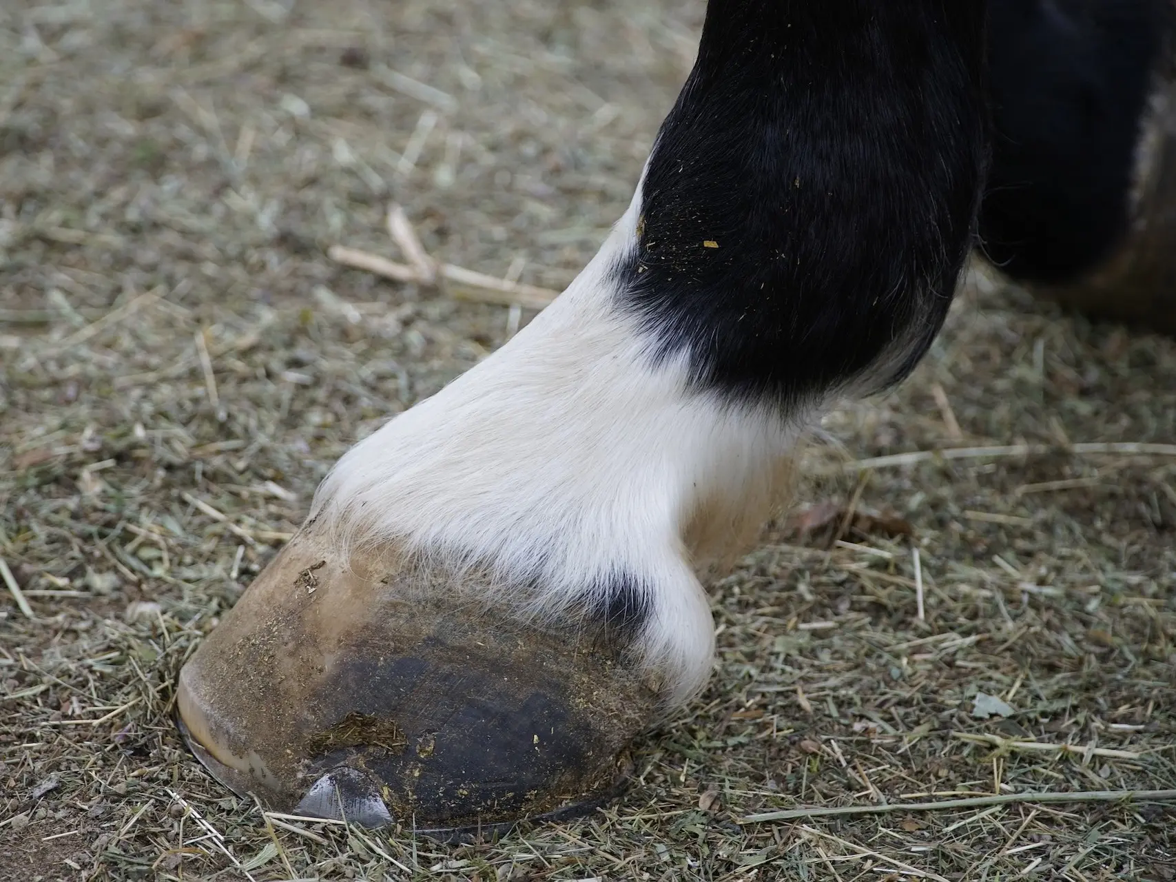 Horse with ermine spots