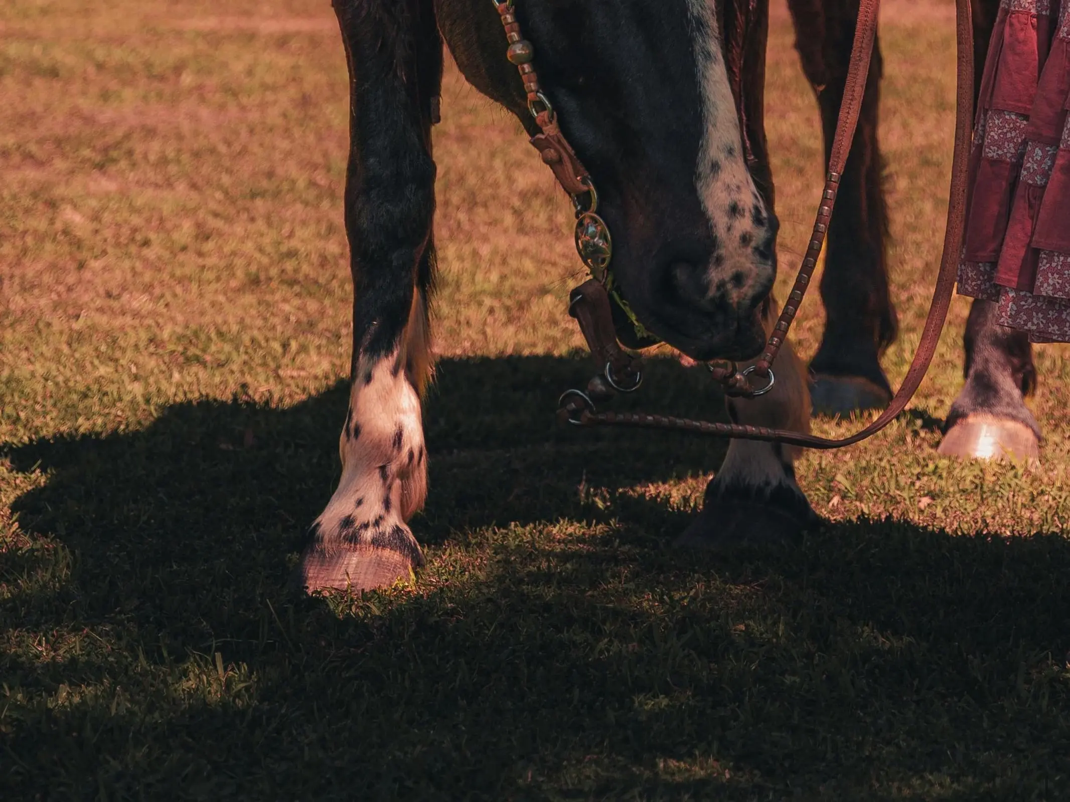 Horse with ermine spots