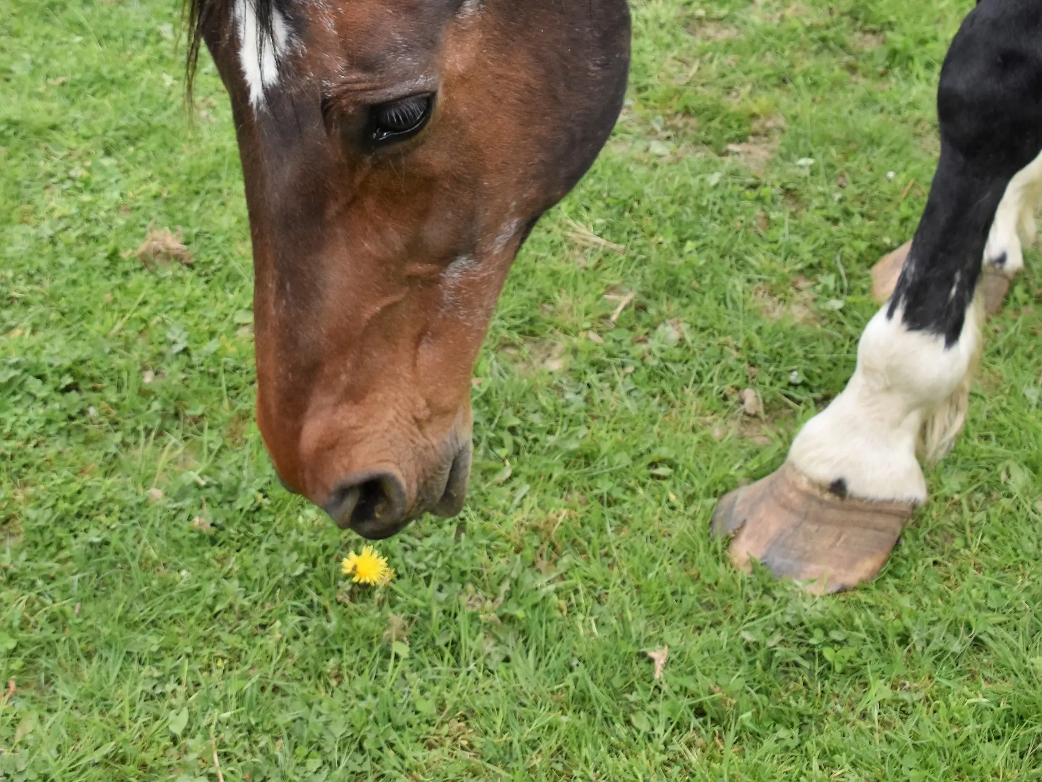 Horse with ermine spots