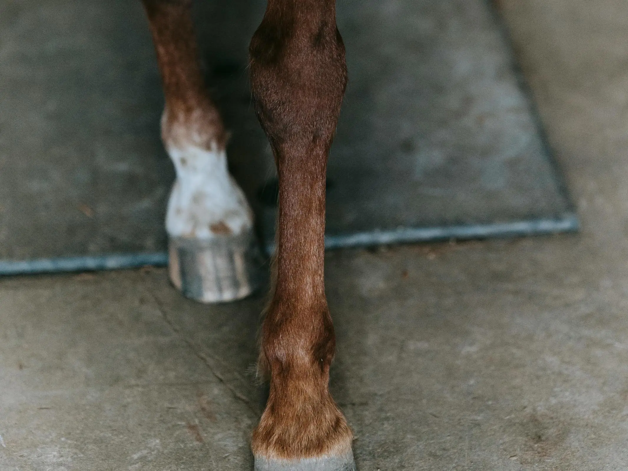 Horse with ermine spots