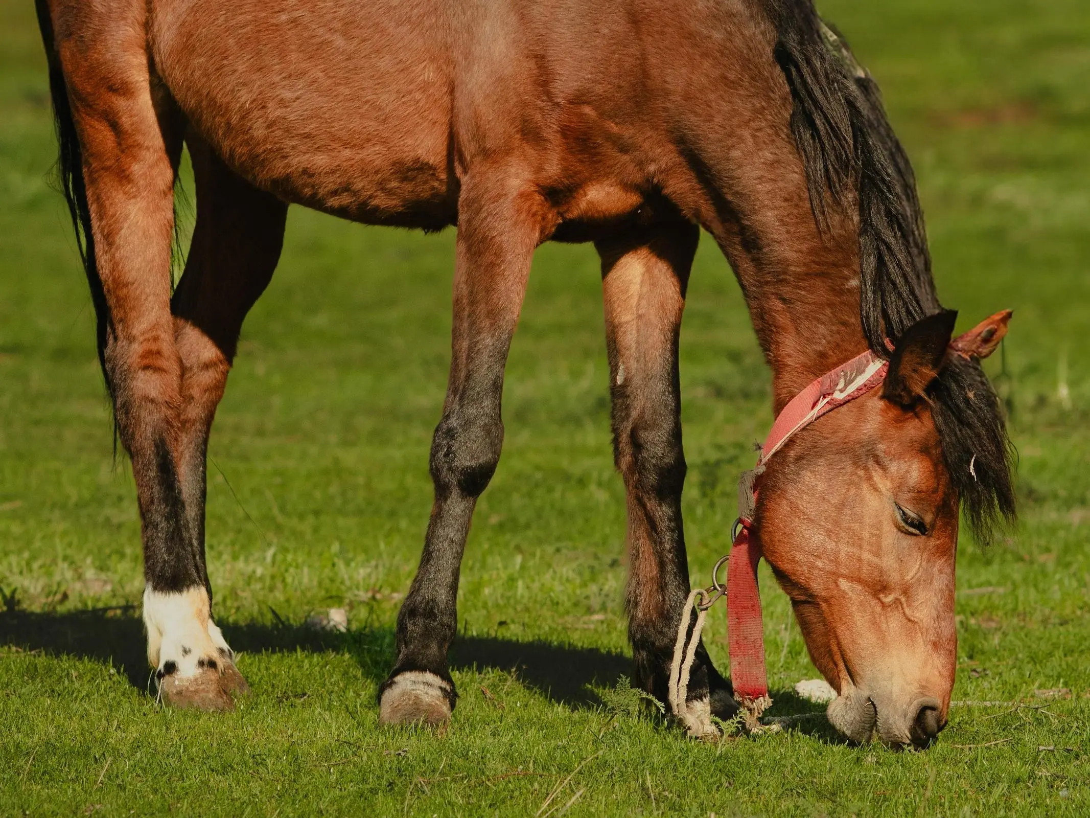 Horse with ermine spots