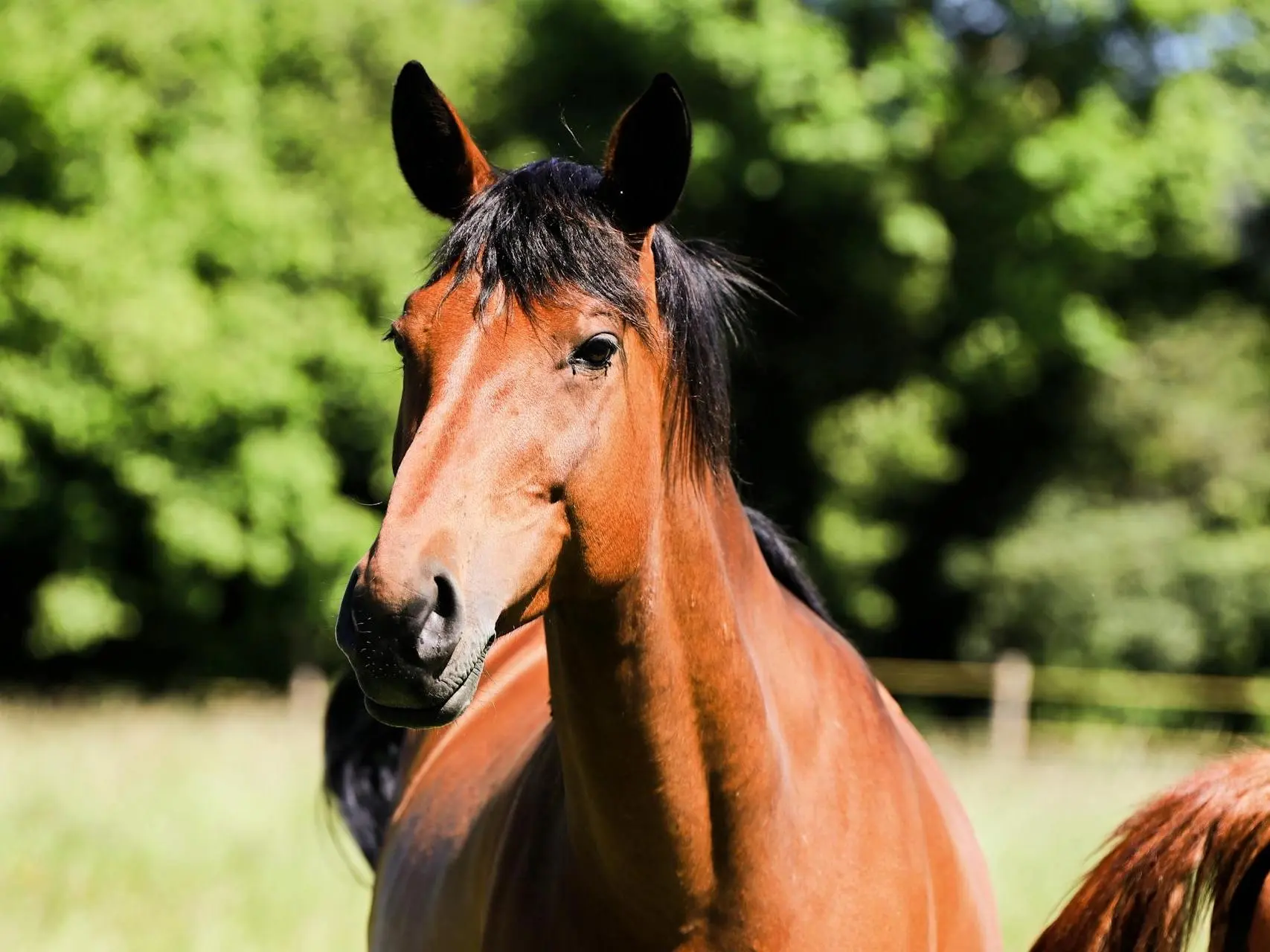 Horse with no markings