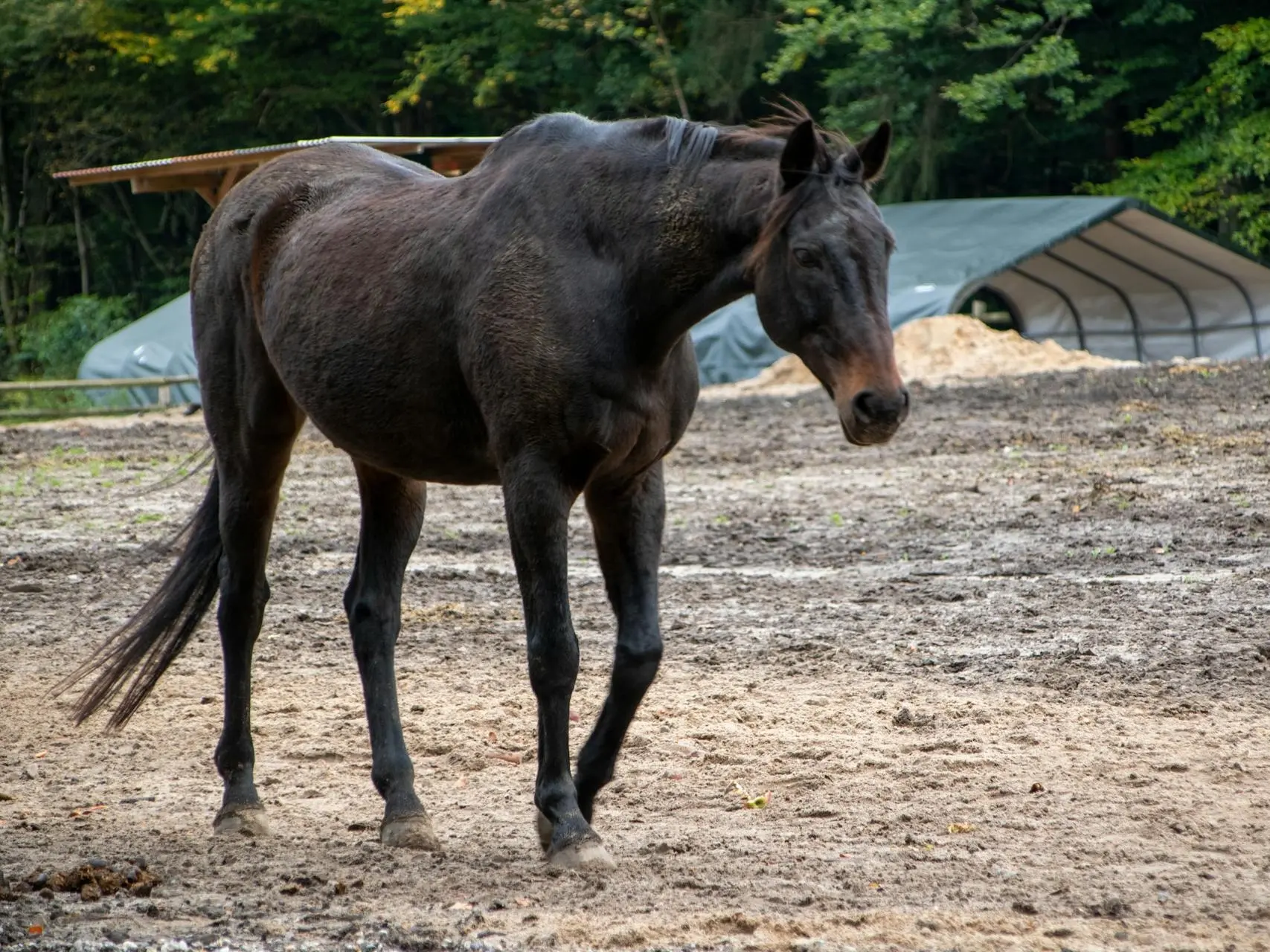 Horse with no markings