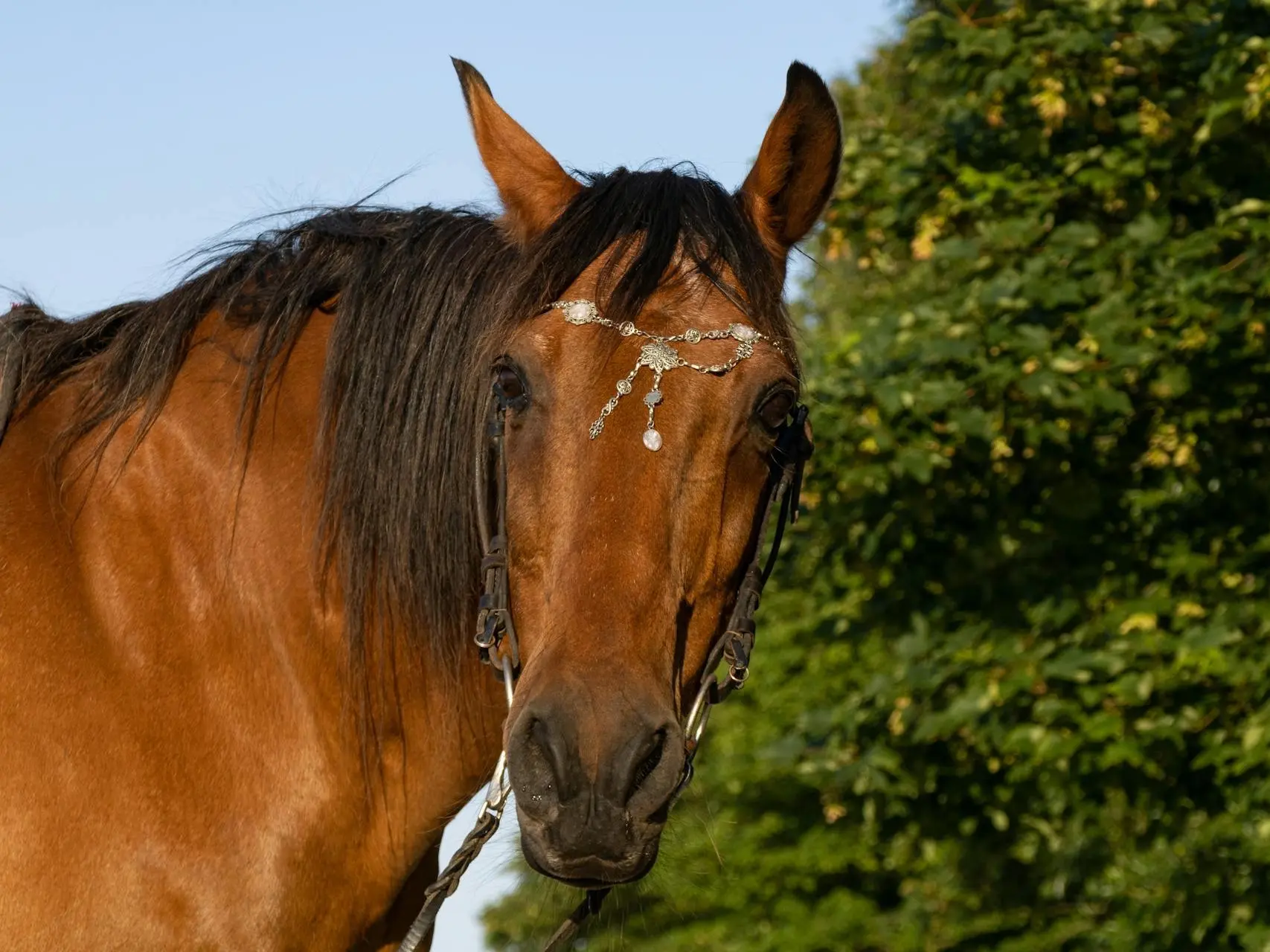 Horse with no face marking