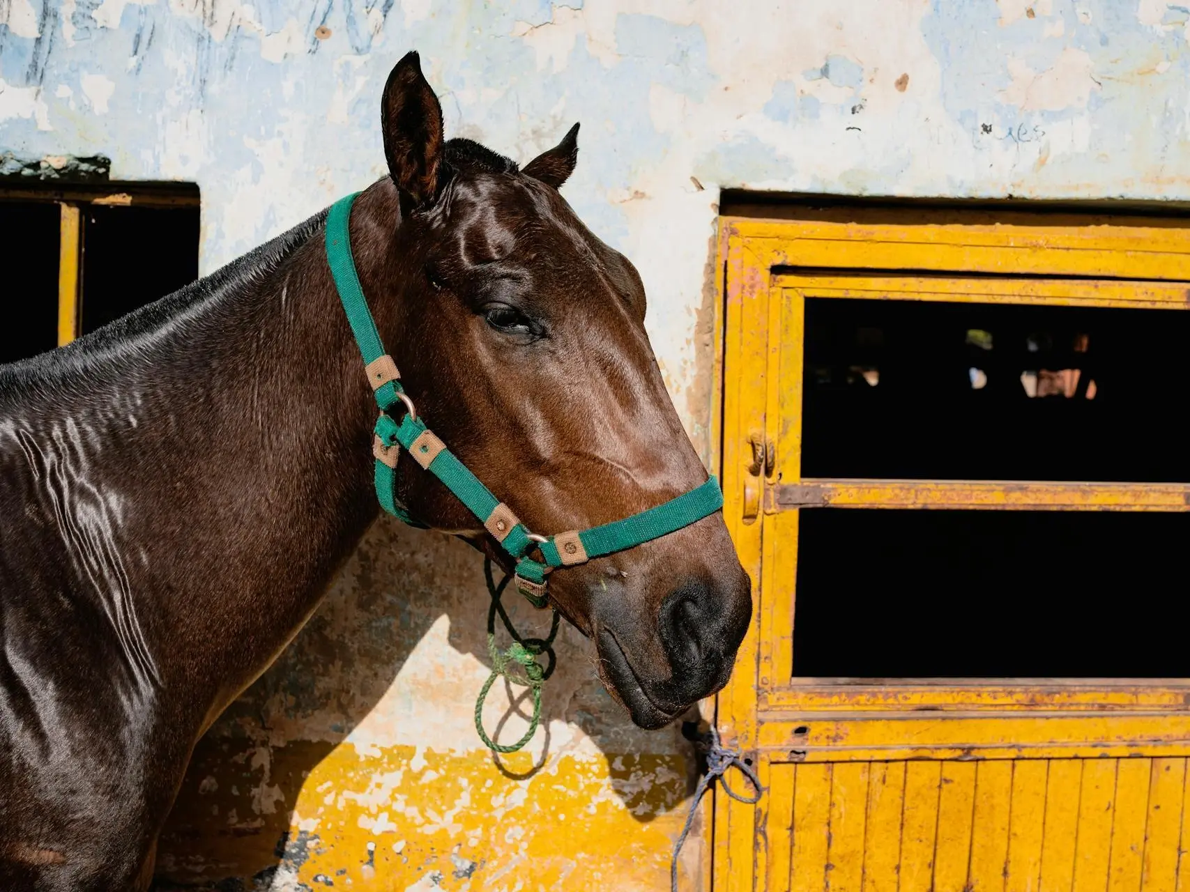 Horse with no markings