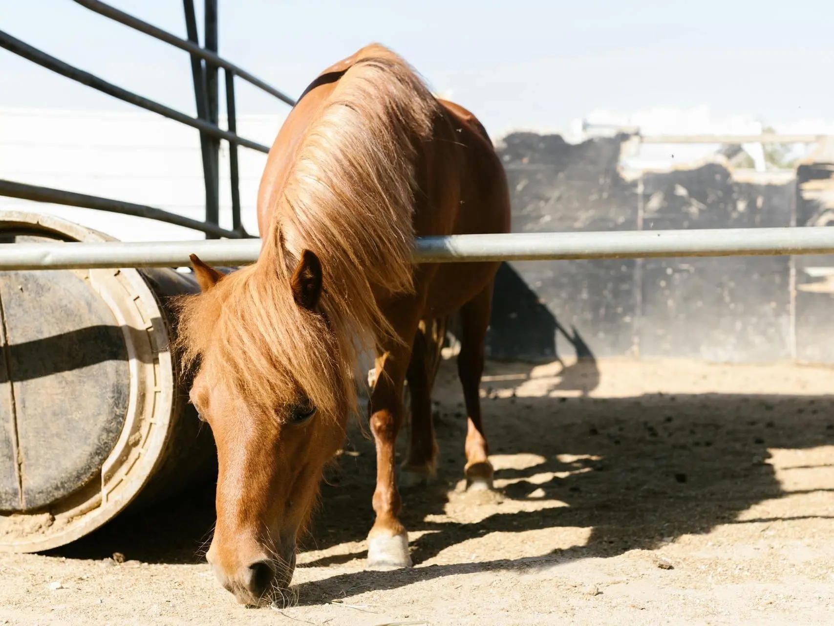 Horse with no markings