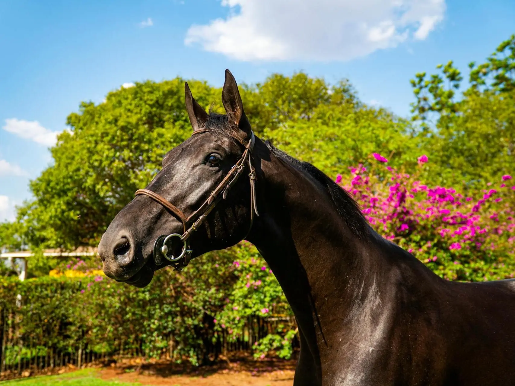 Horse with no markings