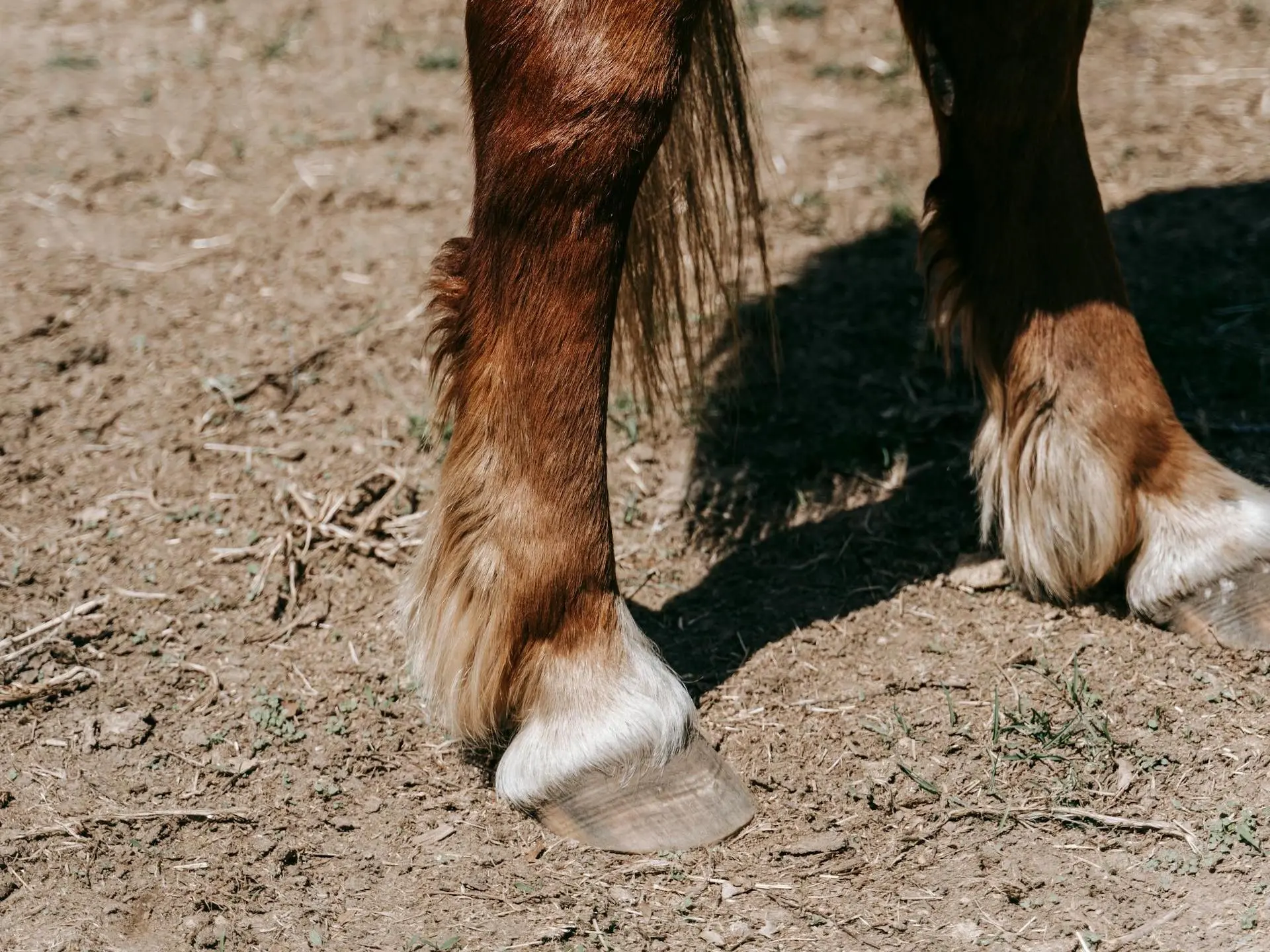 Horse with a pastern leg marking