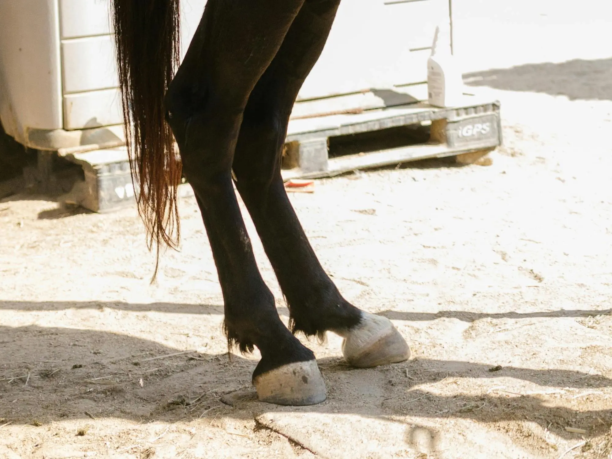 Horse with a pastern leg marking