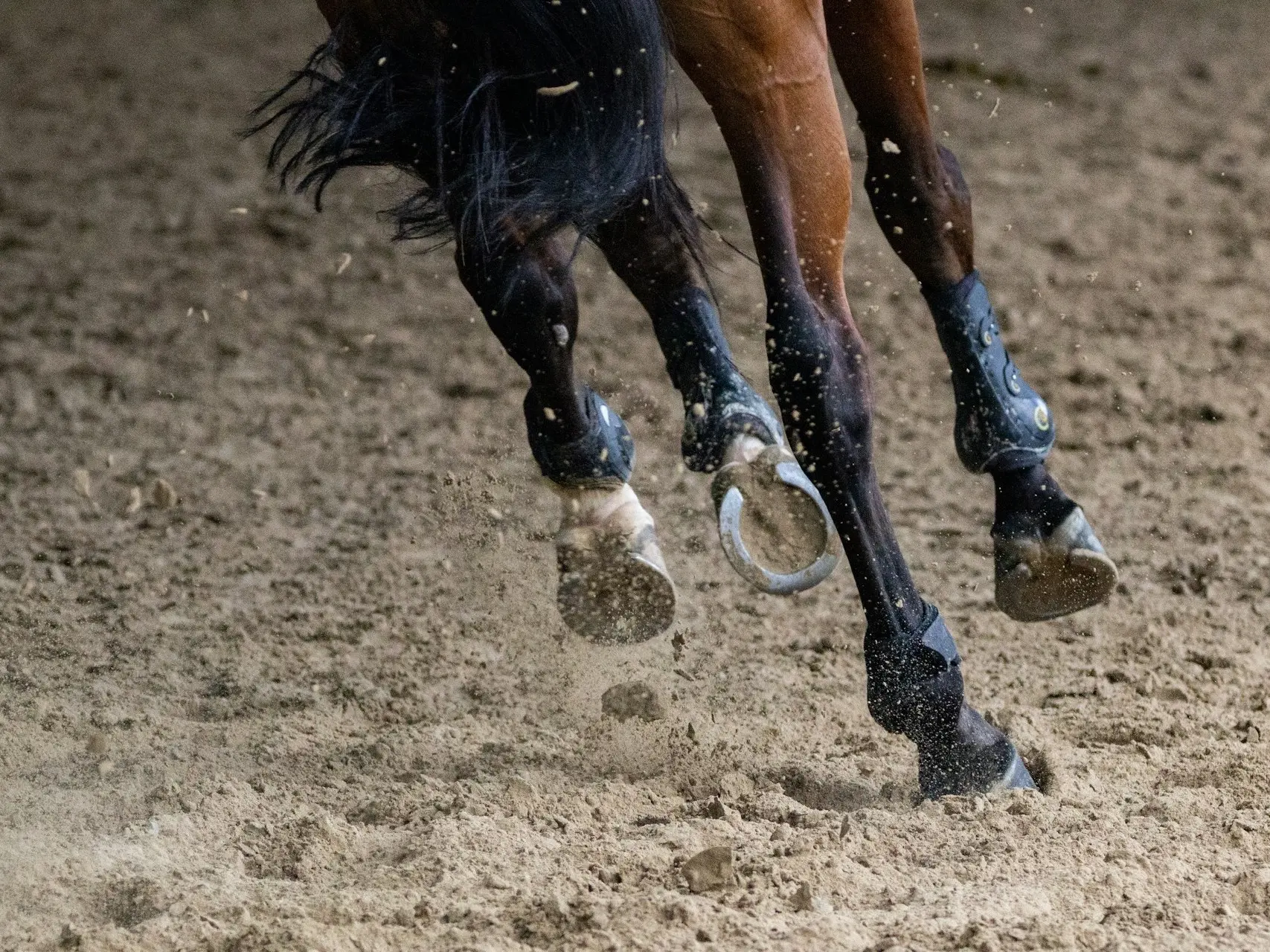 Horse with a pastern leg marking