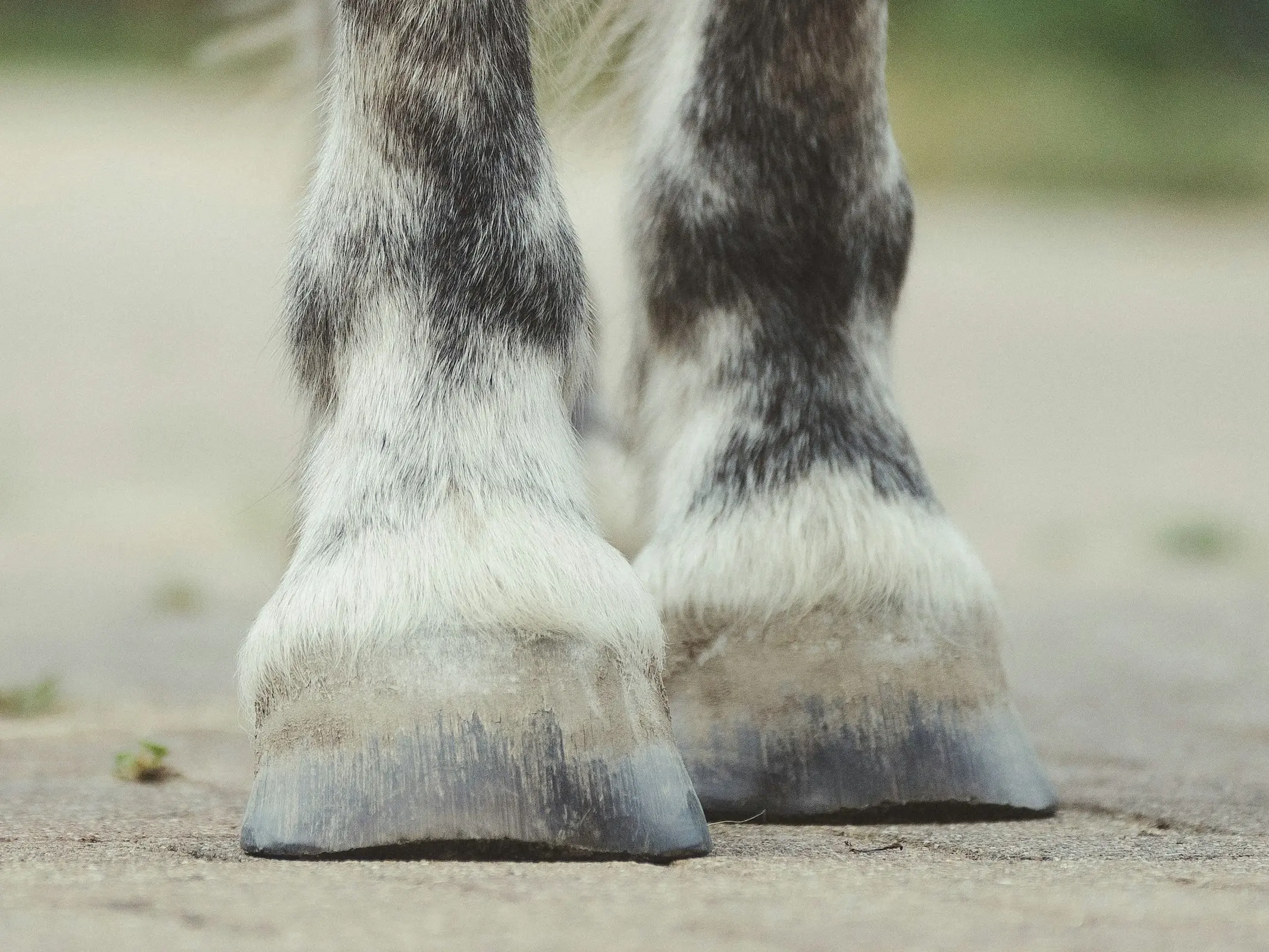 Horse with pastern markings