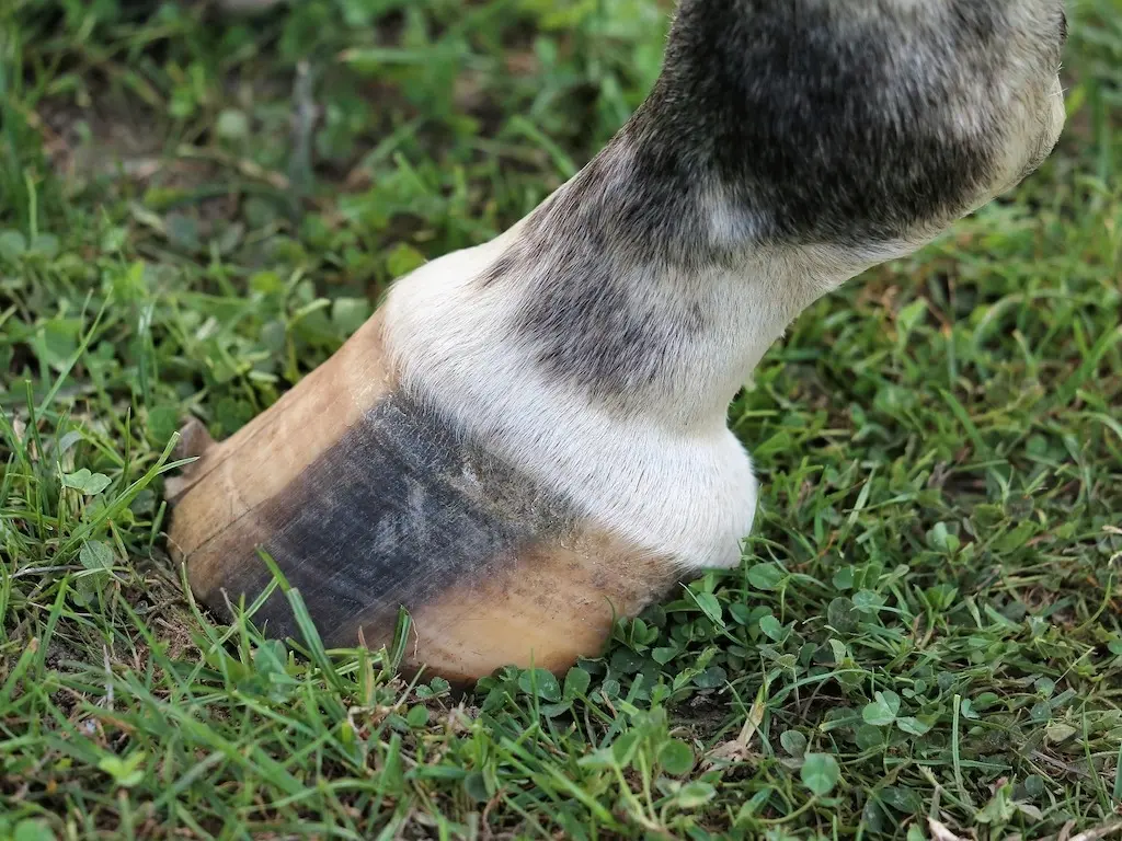 Horse with a pastern leg marking