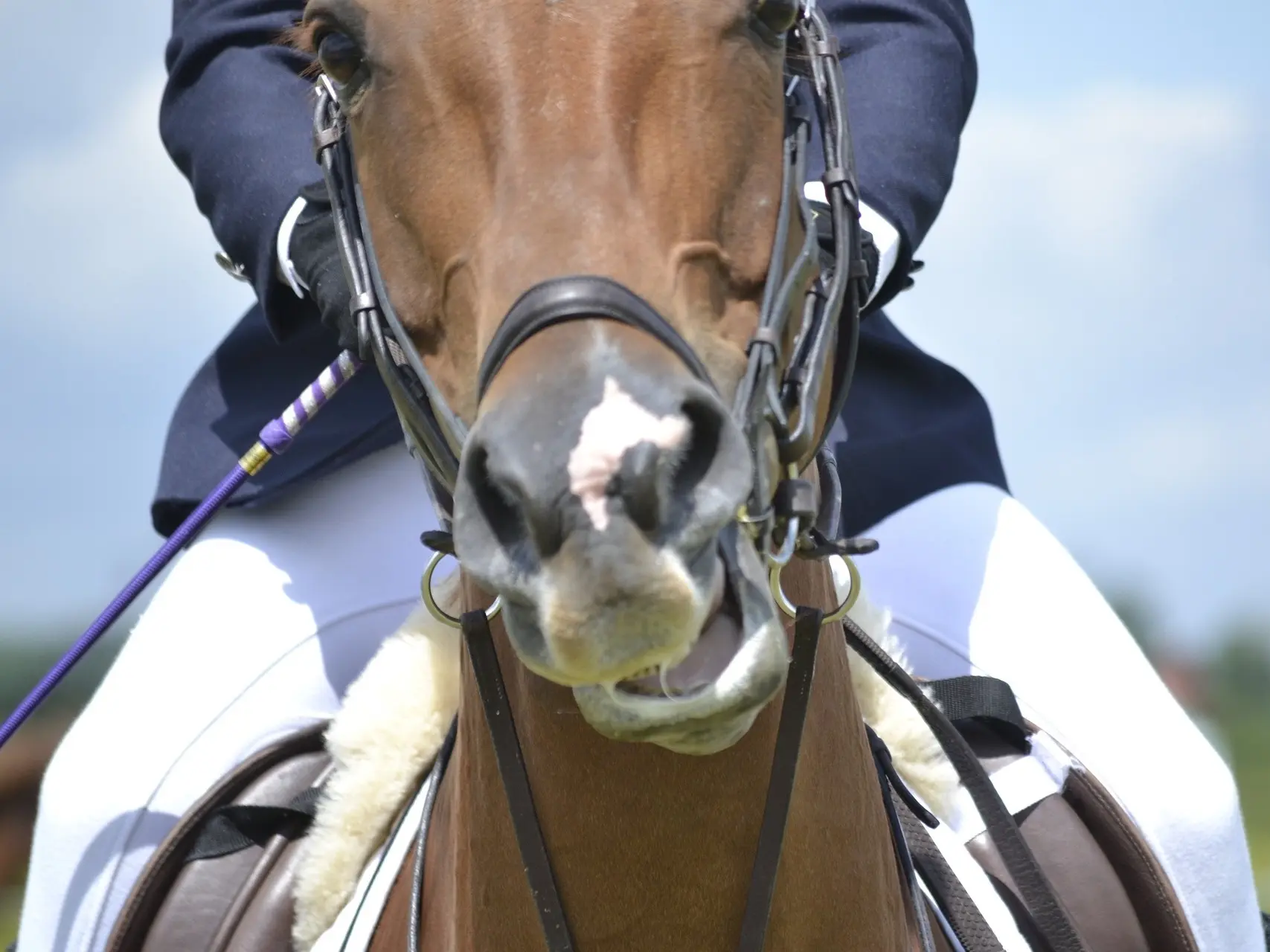 Horse with a snip marking