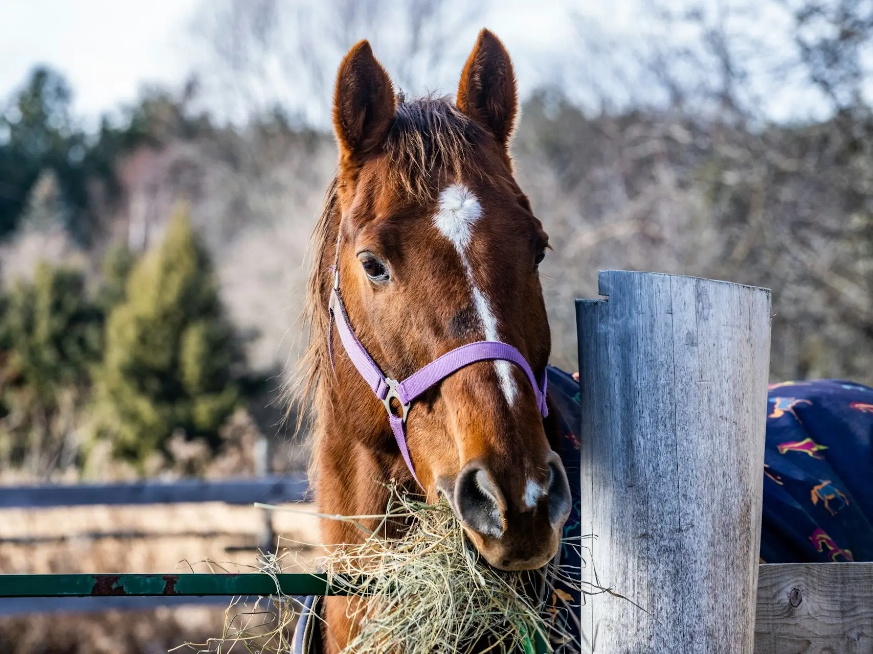 Horse with a snip marking