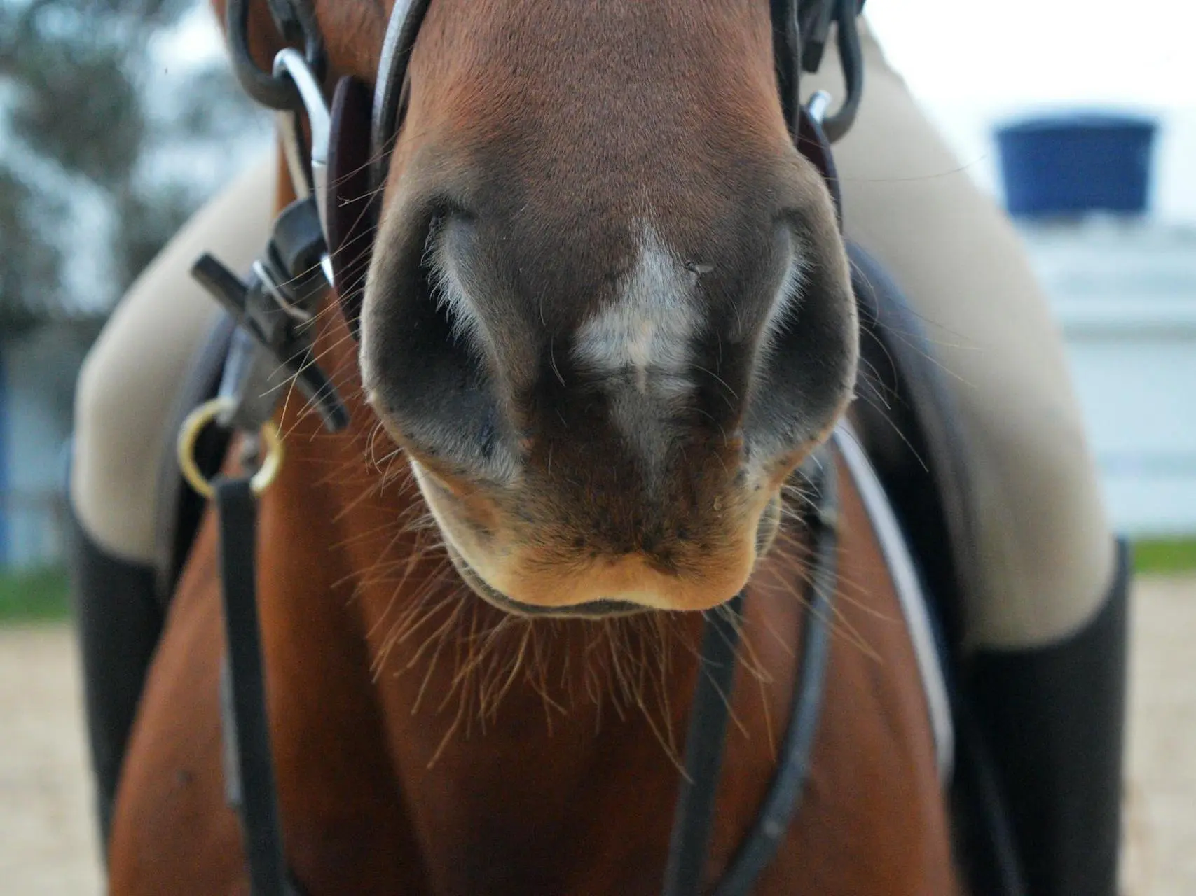 Horse with a snip marking