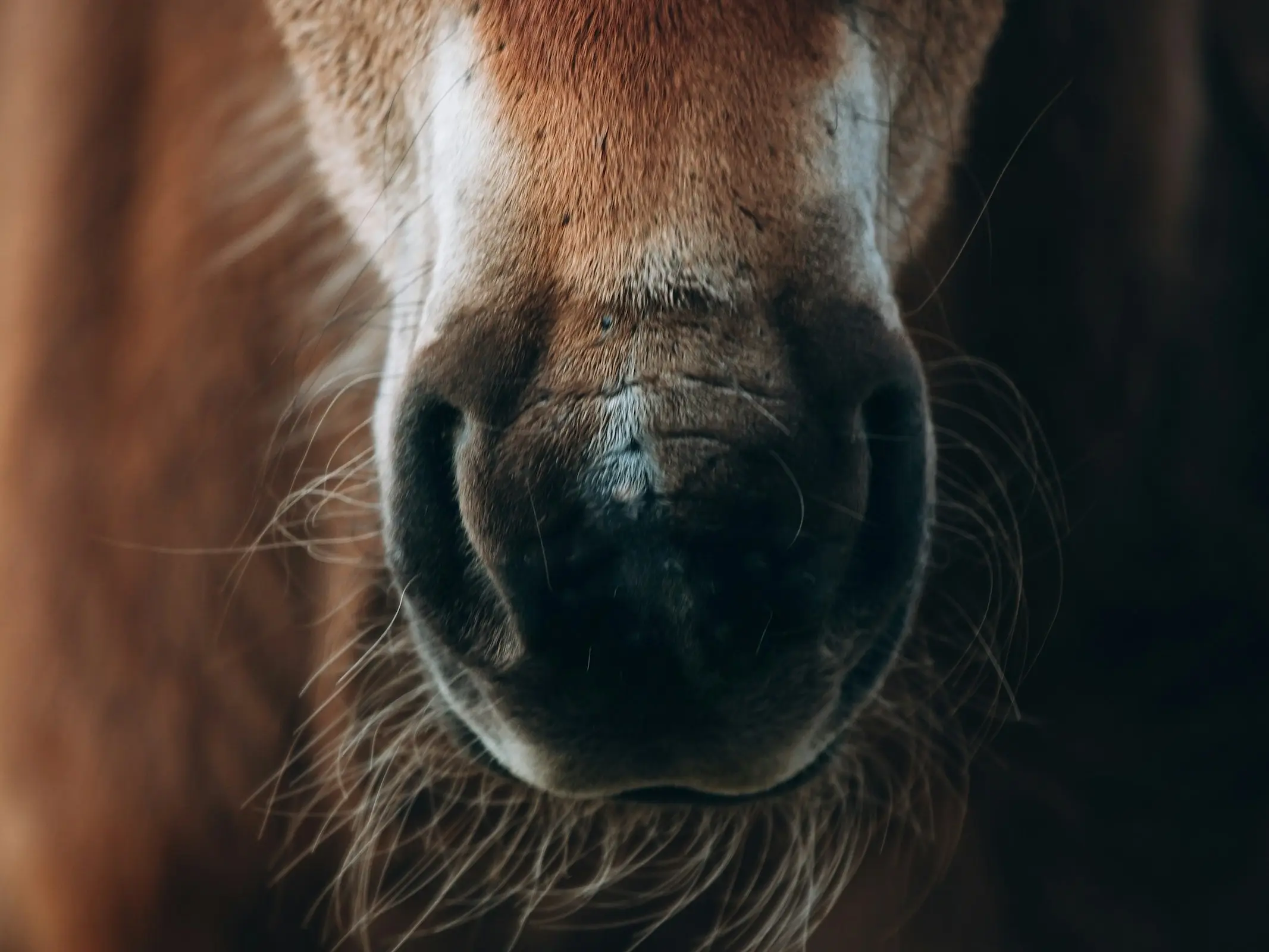 Horse with a snip marking