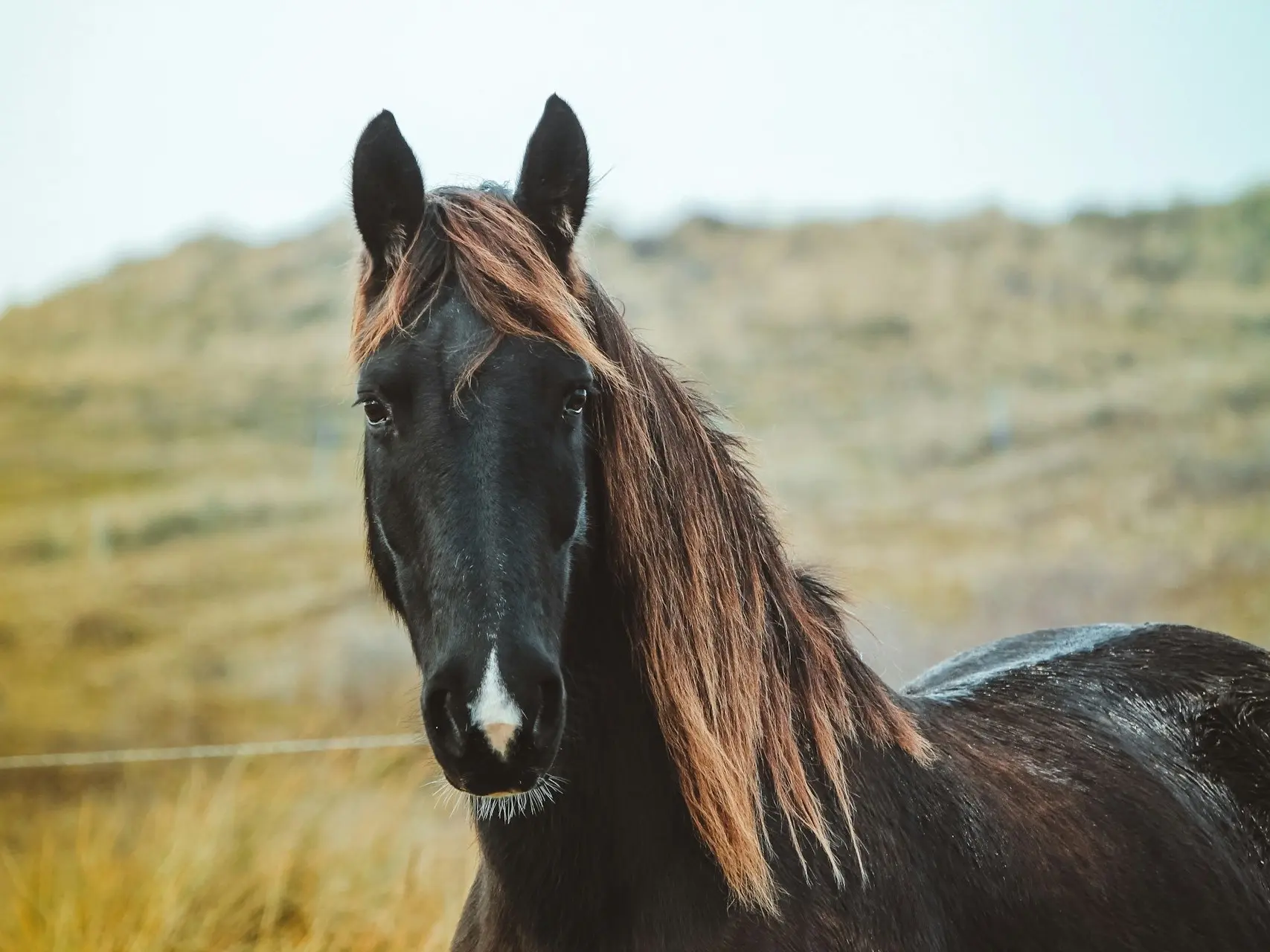 Horse with a snip marking