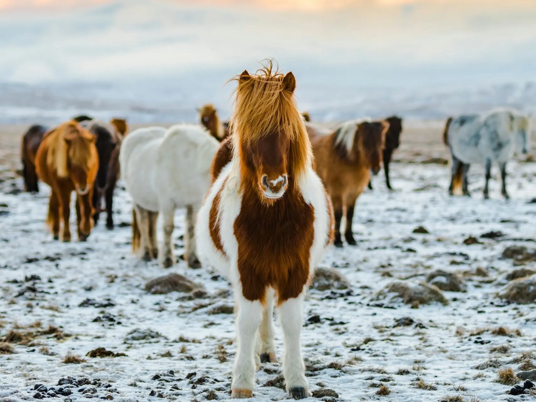 Horse with a snip marking