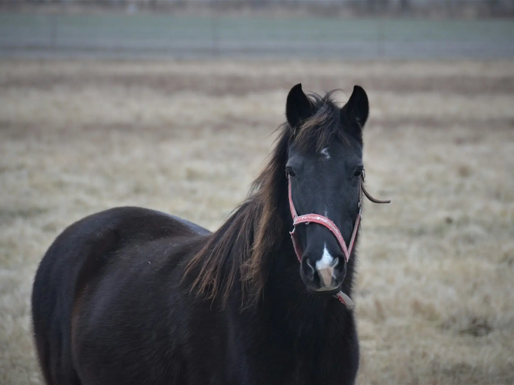 Horse with a snip marking