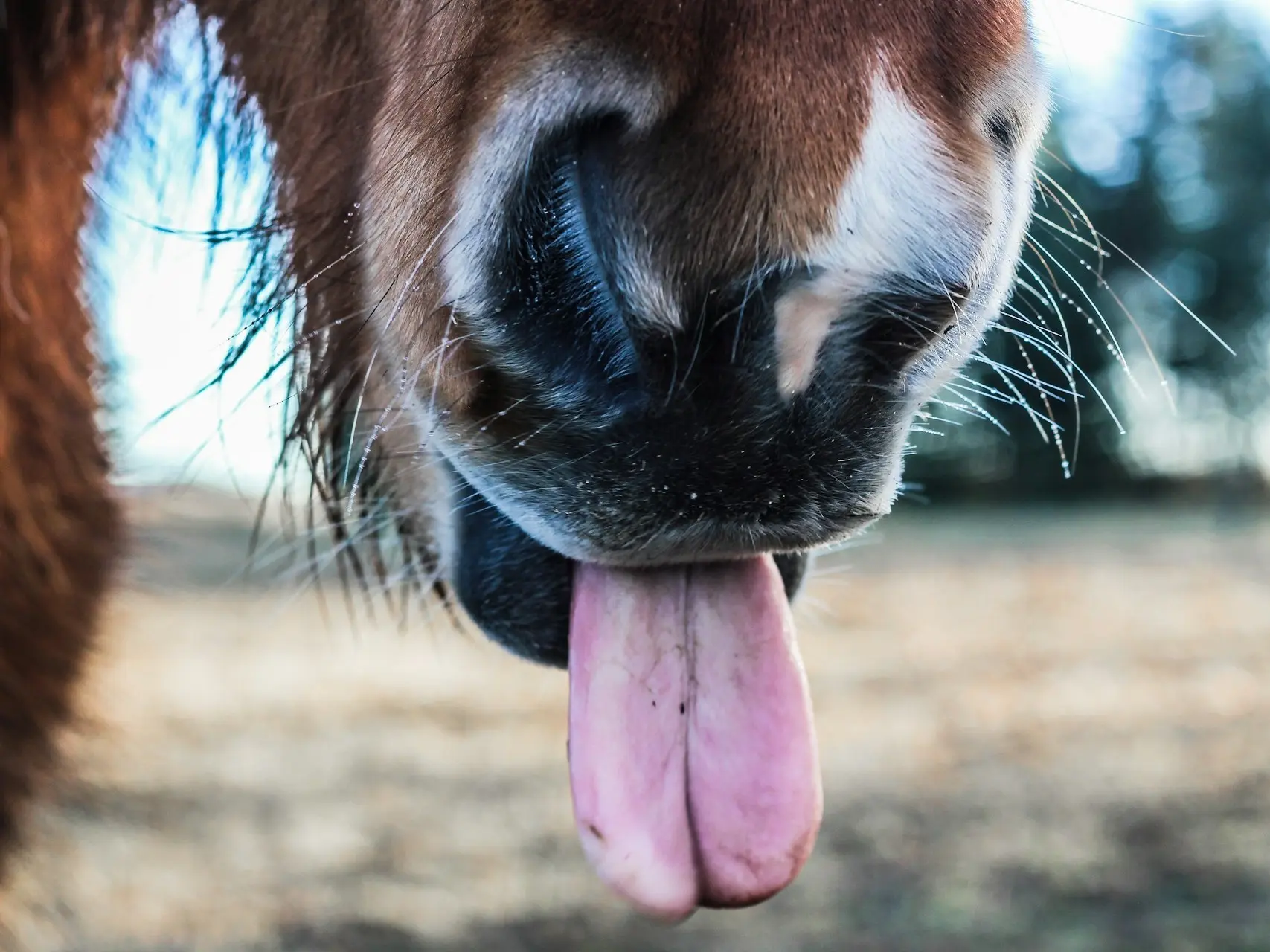 Horse with a snip marking