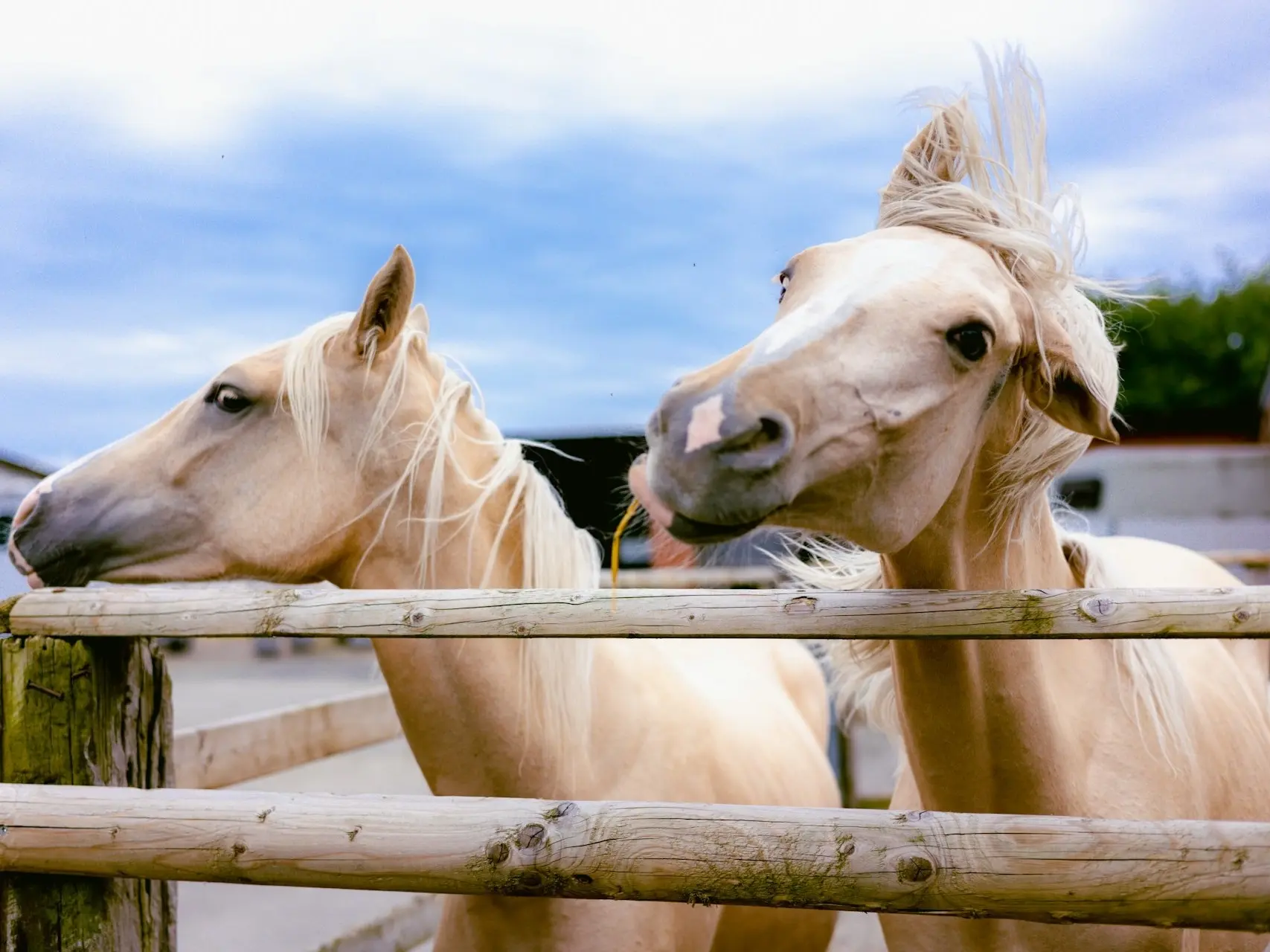 Horse with a snip marking