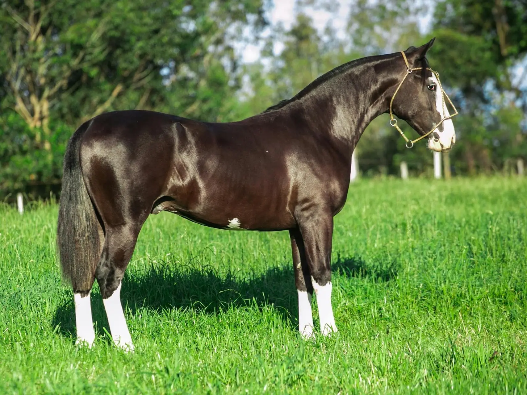 Horse with a sock leg marking