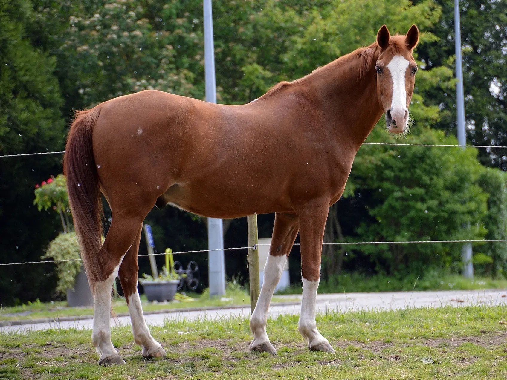 Horse with a sock leg marking