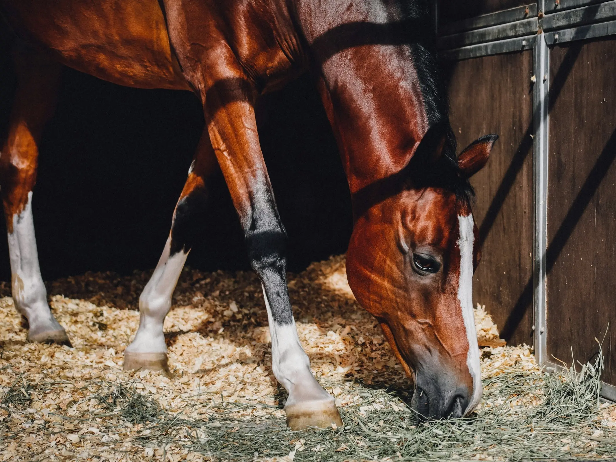 Horse with a sock leg marking